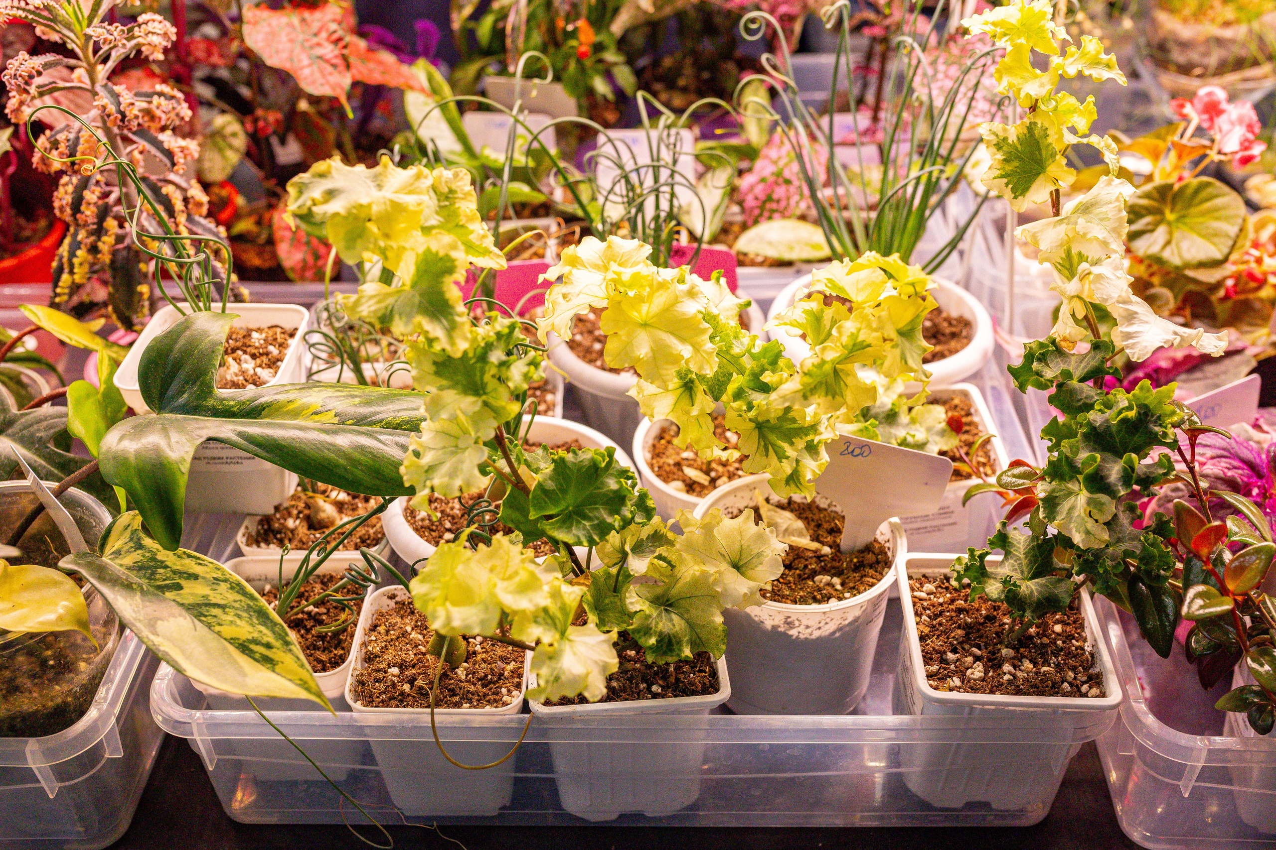 Монстериум 11–12 октября. Александра Куликова фотограф, Москва