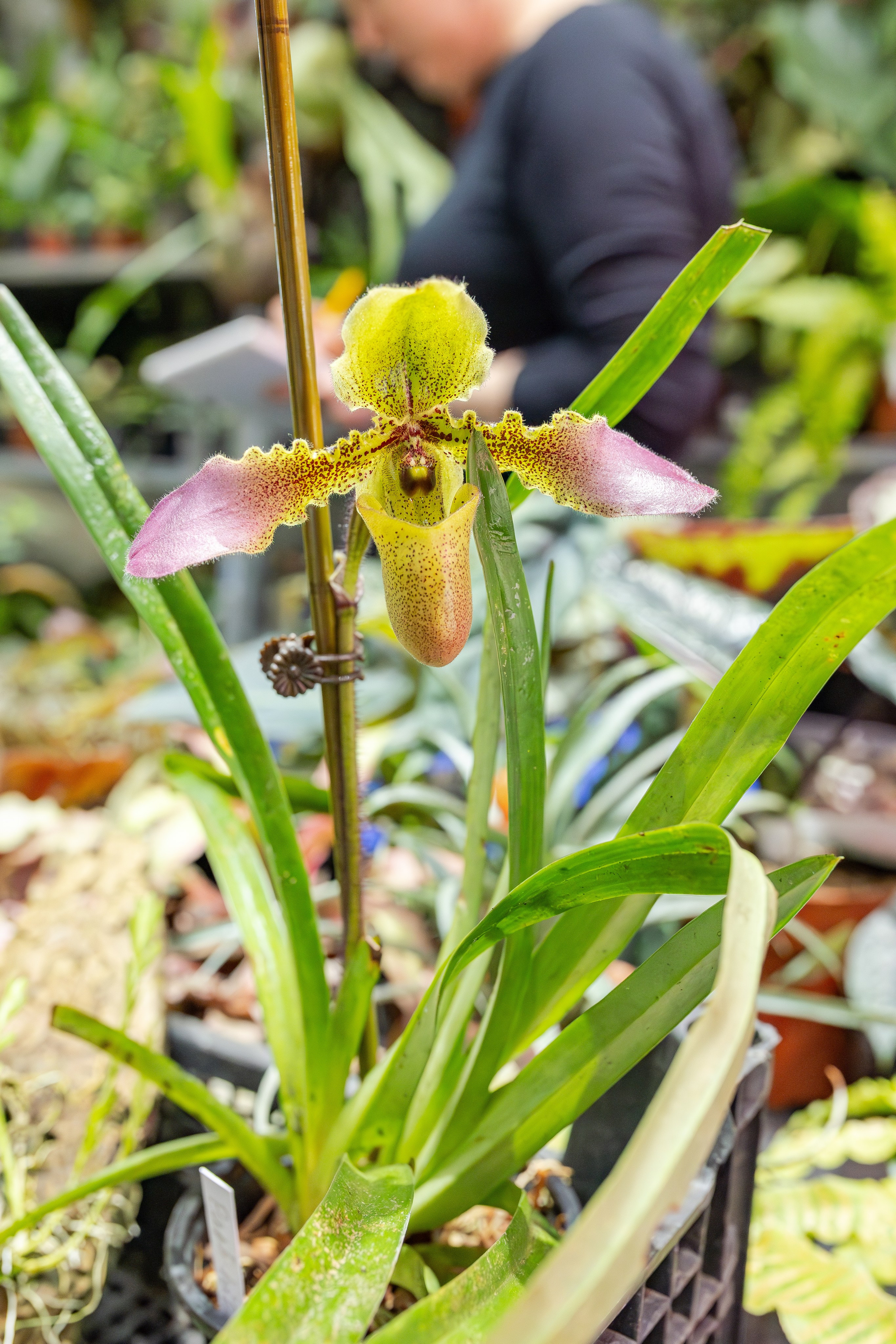 Монстериум апрель 2026. Александра Куликова фотограф, Москва