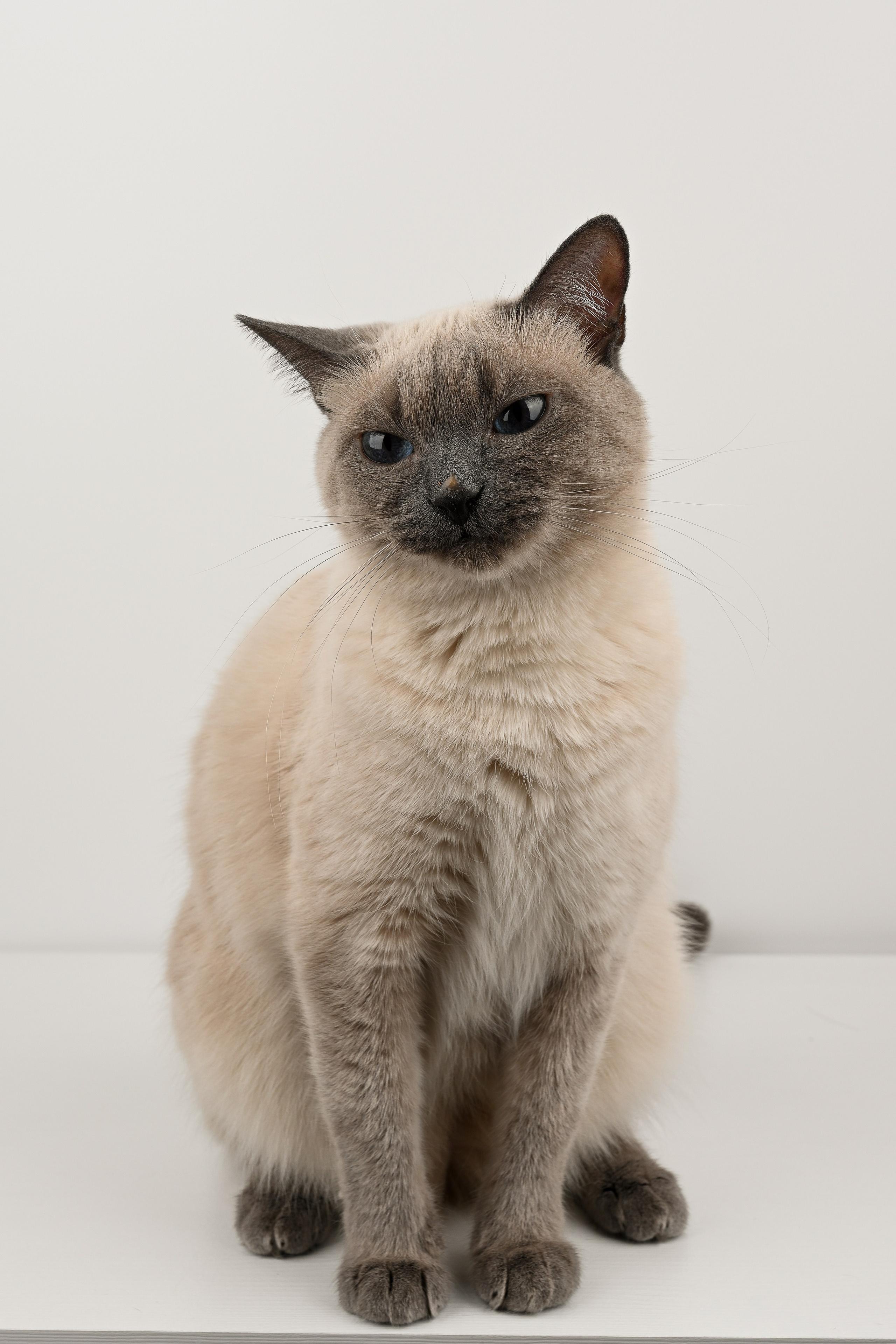 О нешей Снежке. Полина Бамбиза фотограф фотосессии Красноярск фотокниги портрет