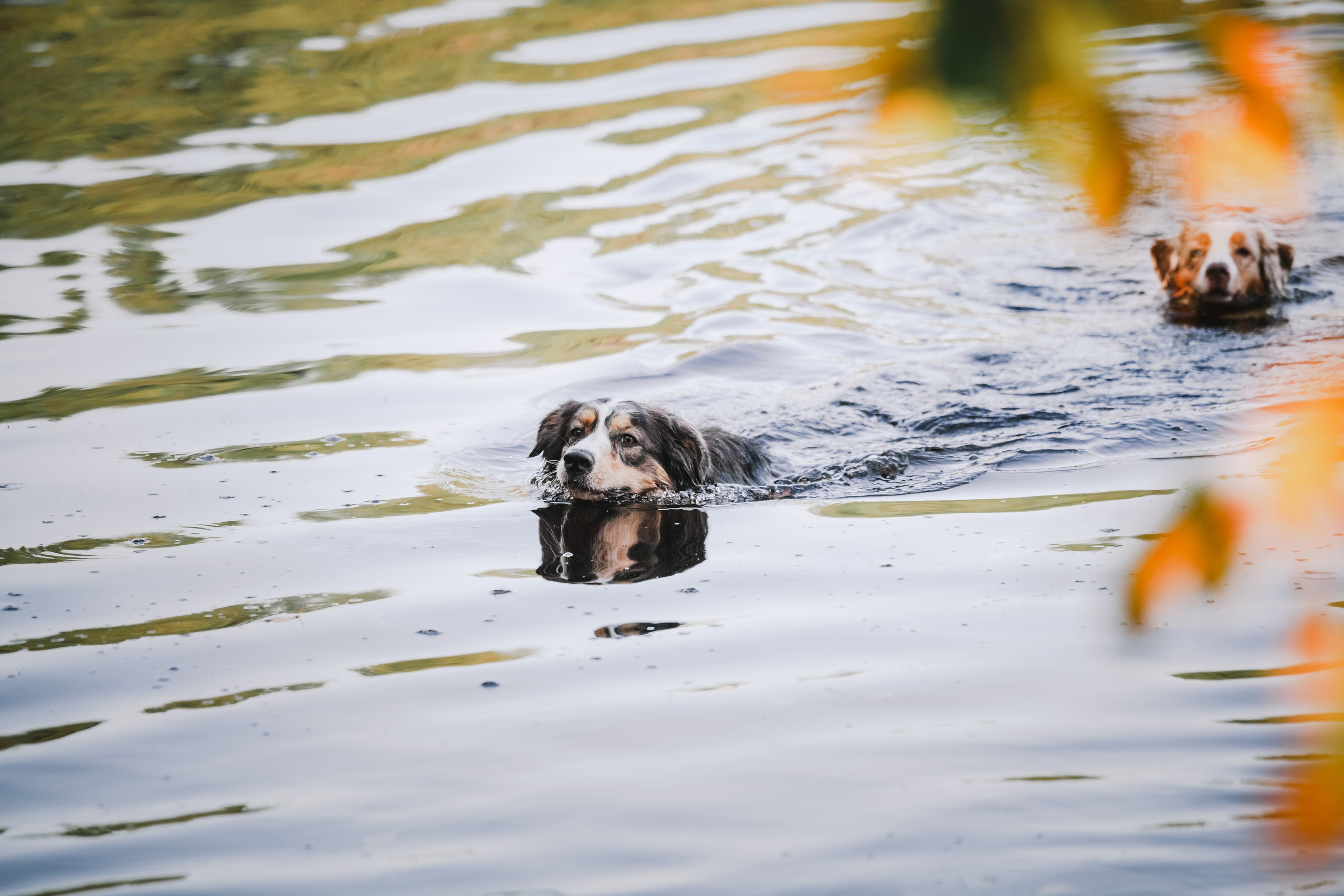 Фотопрогулка в Ленобласти. Фотограф-анималист Татьяна Степанова