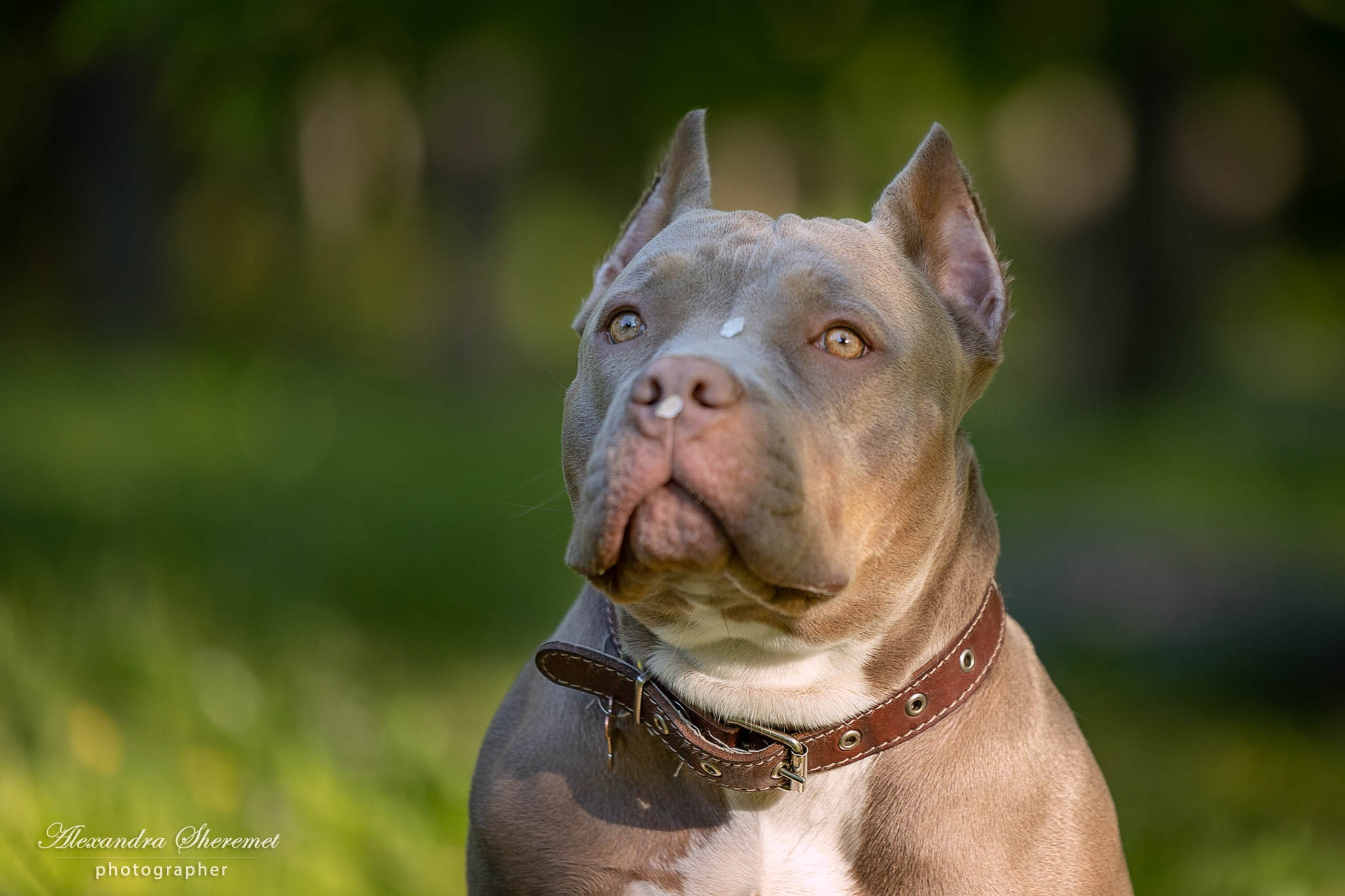 Булли. Фотограф-анималист Александра Шеремет