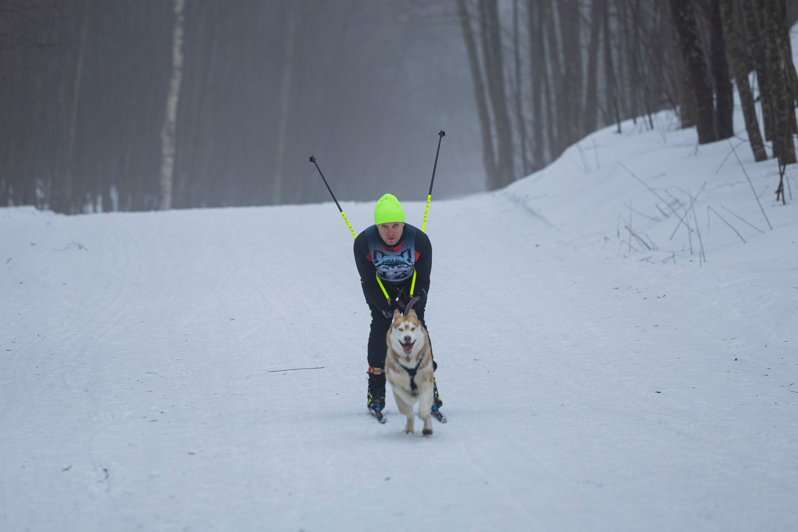 Зимний Чемпионат Санкт-Петербурга по ездовому спорту. Фотограф-анималист Анна Маринич
