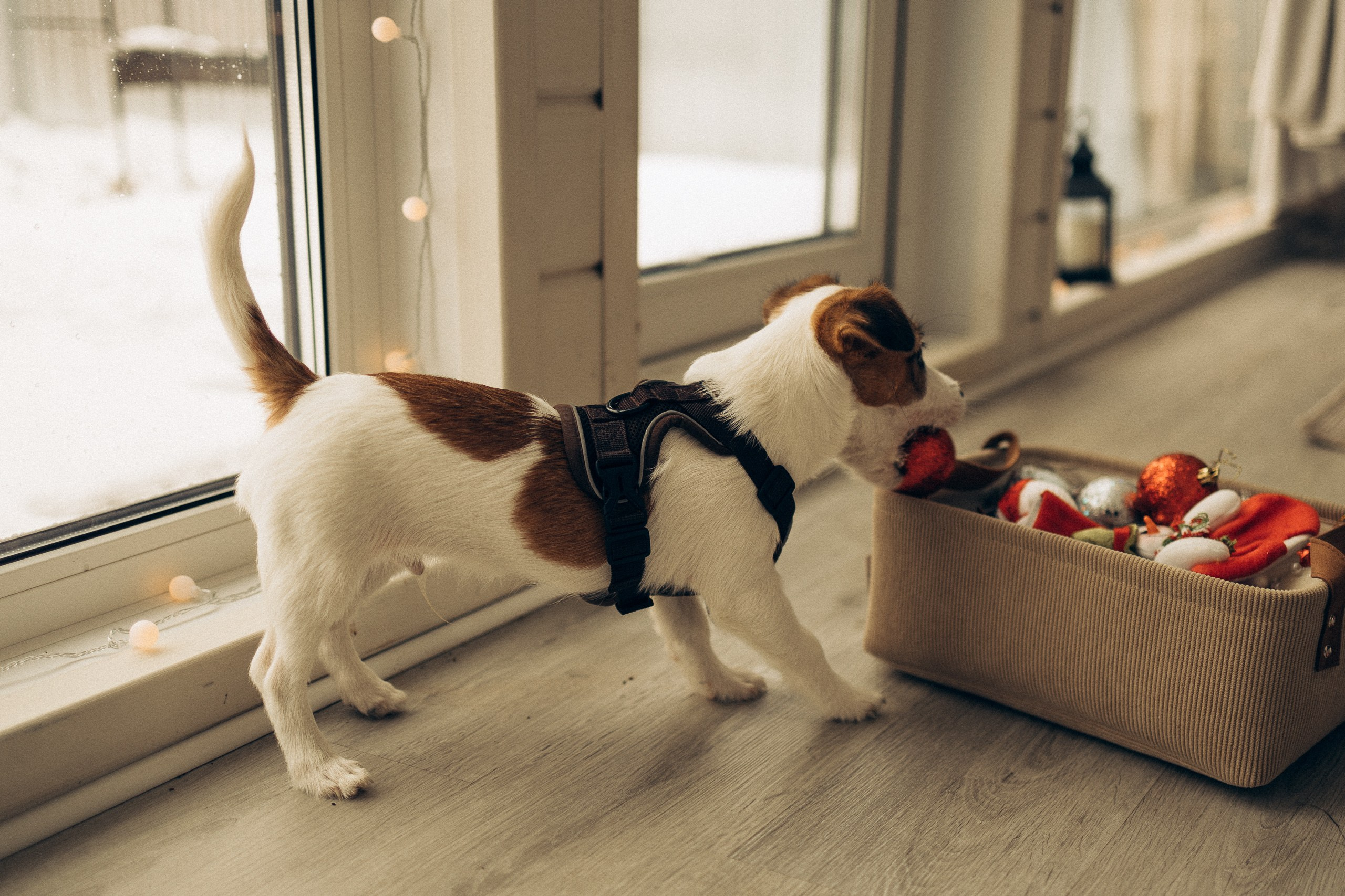 Новогодняя домашняя фотосессия в Ижевске