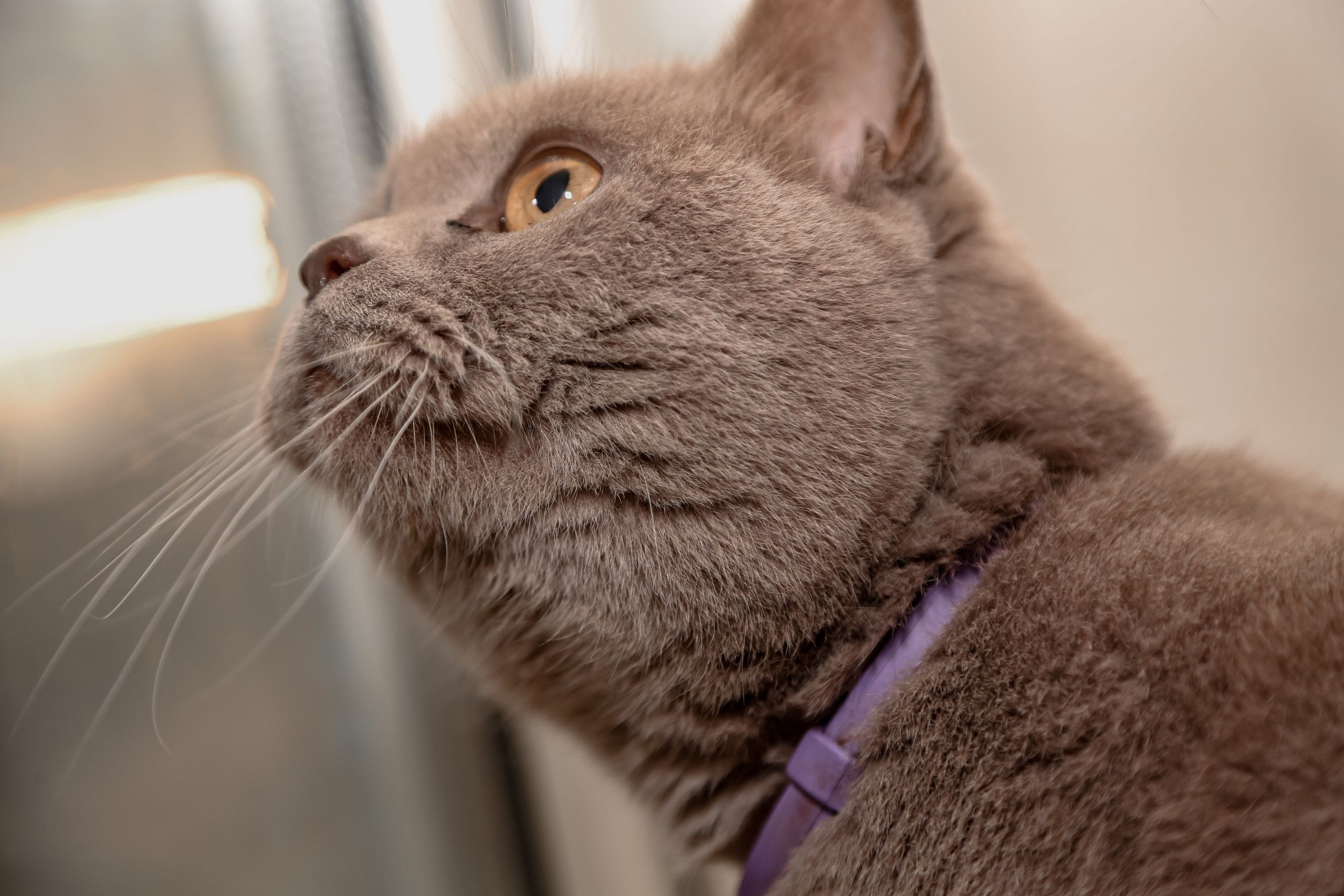 Приют Кошкин Дом Филимоша. Ваш фотограф в Оренбурге Рощупкина Екатерина