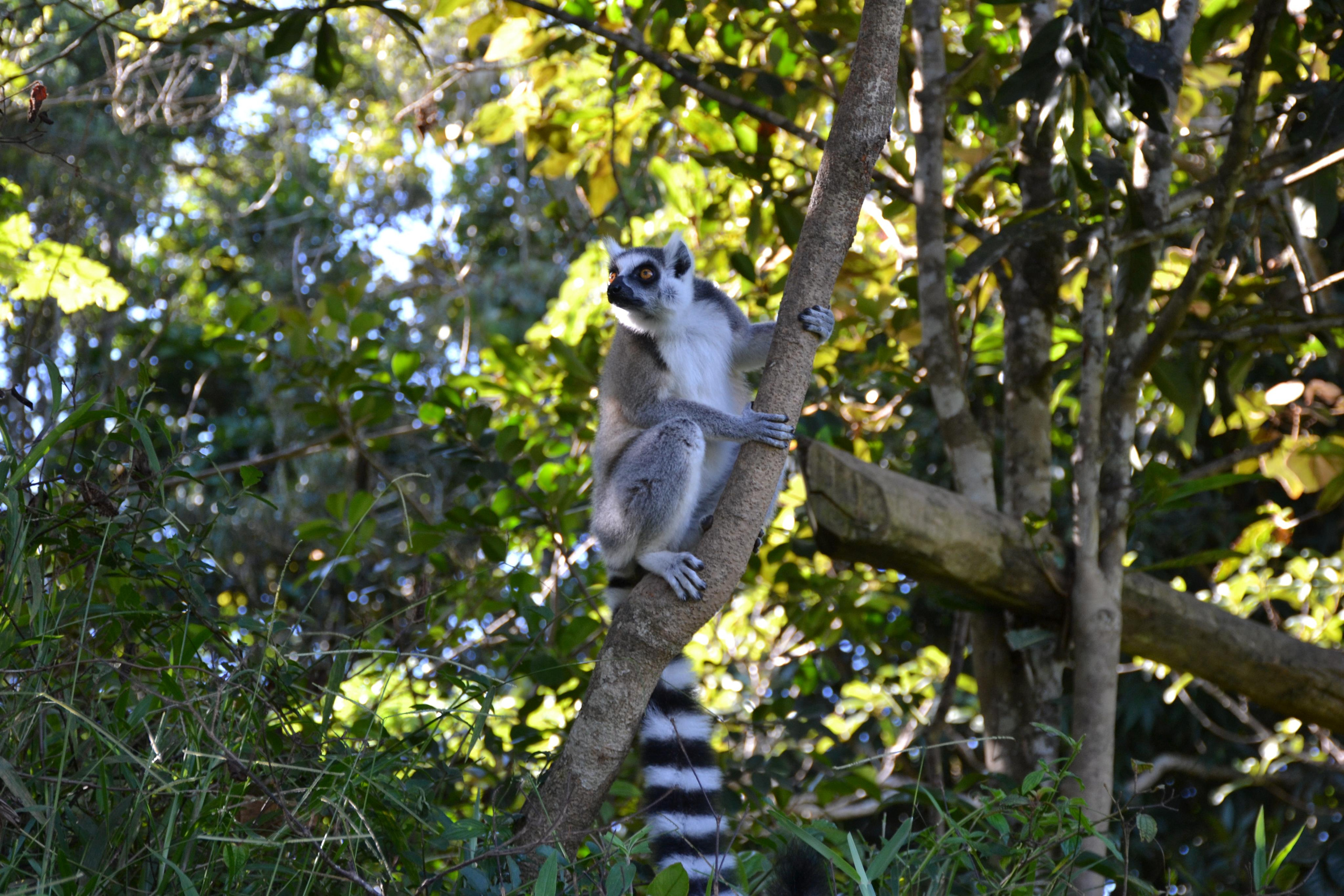 Мадагаскар