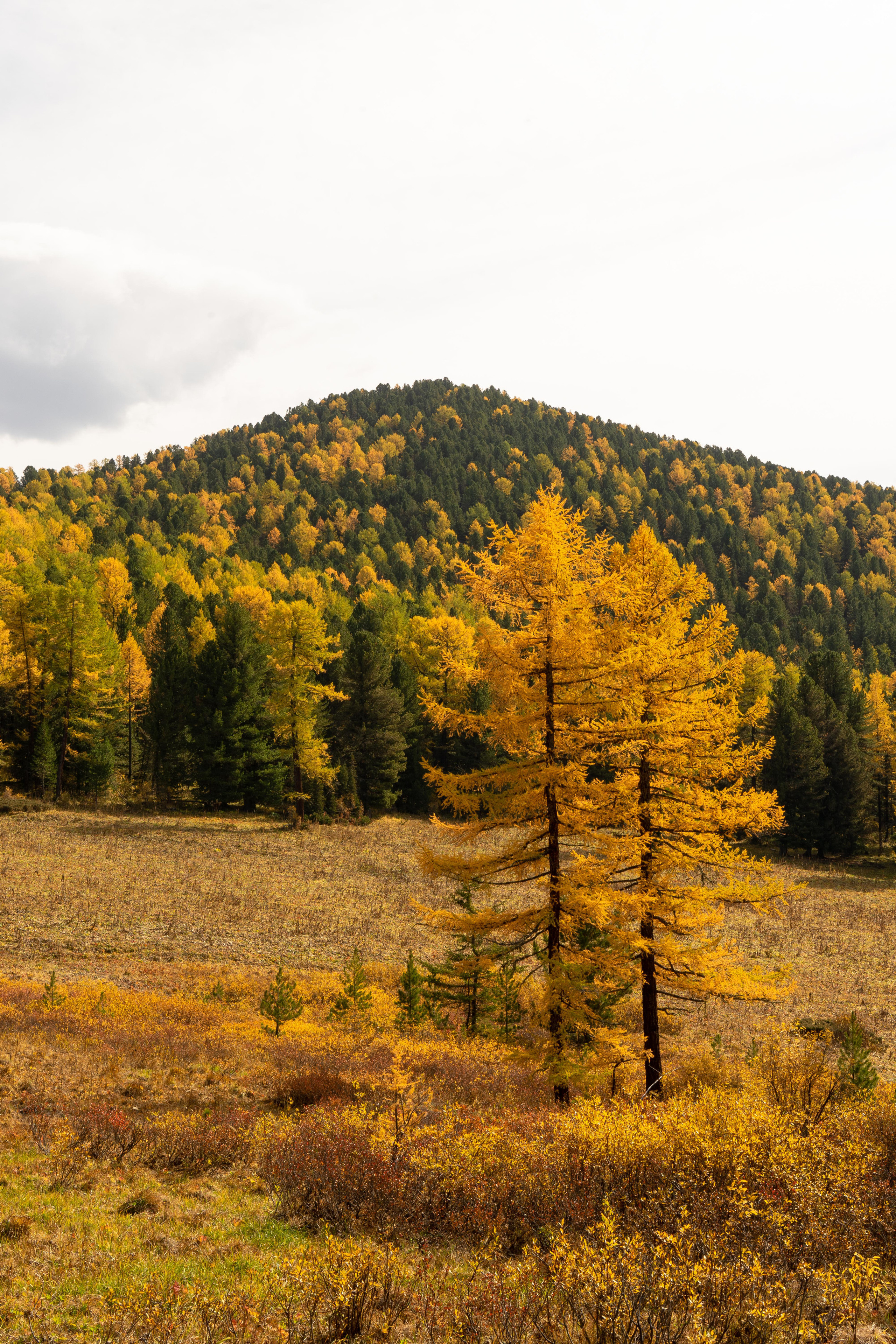Осеннее золото