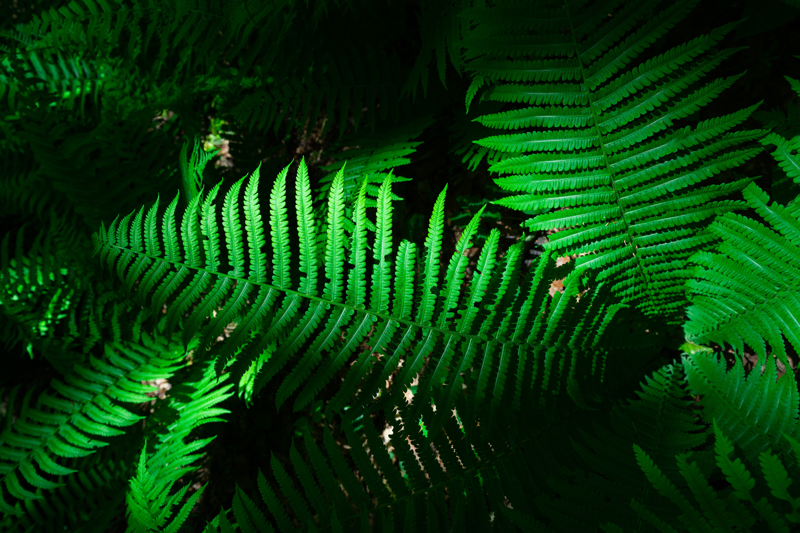 Анна Рогачева — фотограф дикой природы