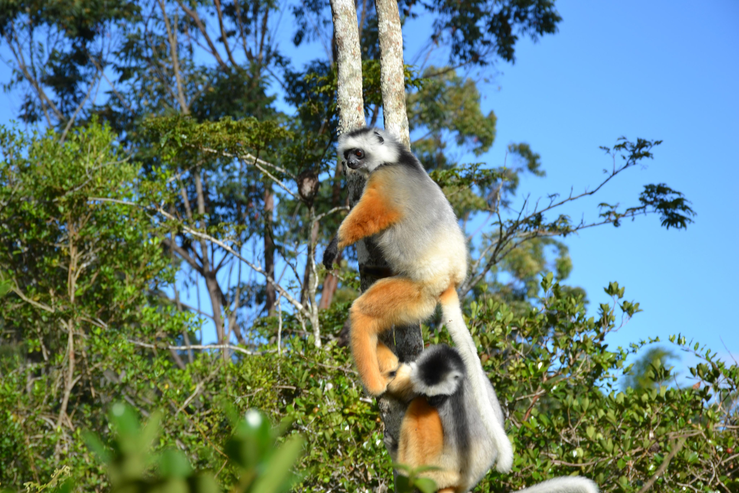 Мадагаскар