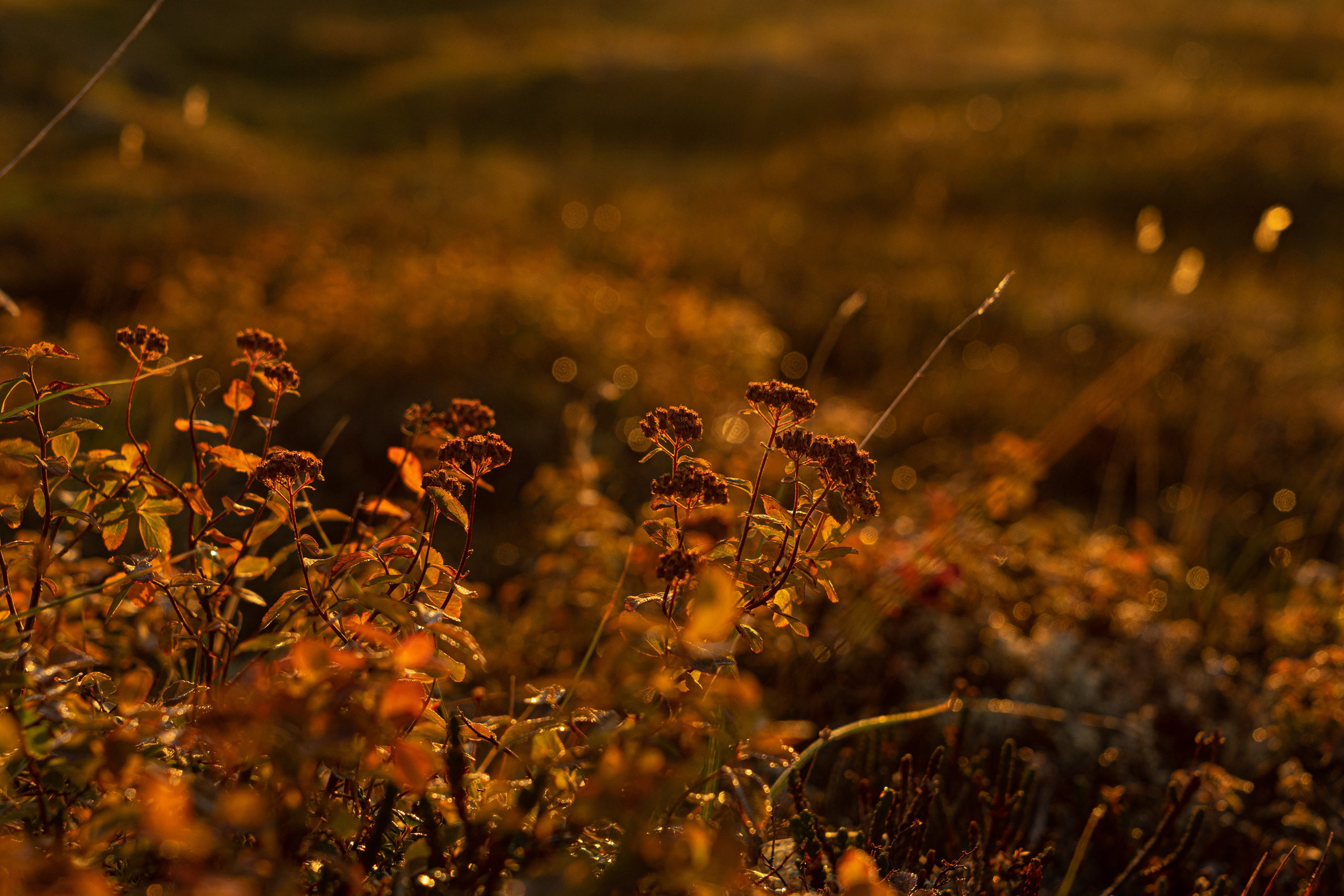 Анна Рогачева — фотограф дикой природы