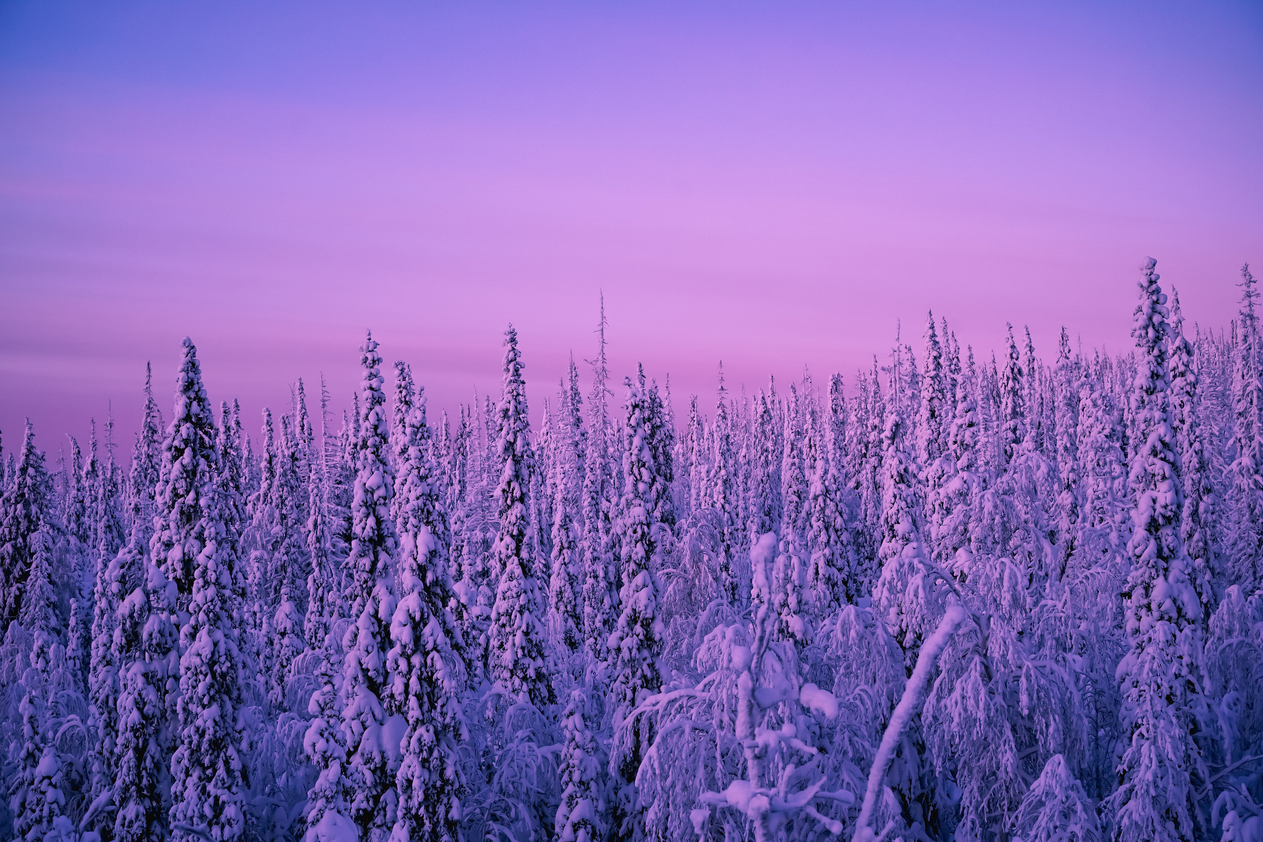 Анна Рогачева — фотограф дикой природы