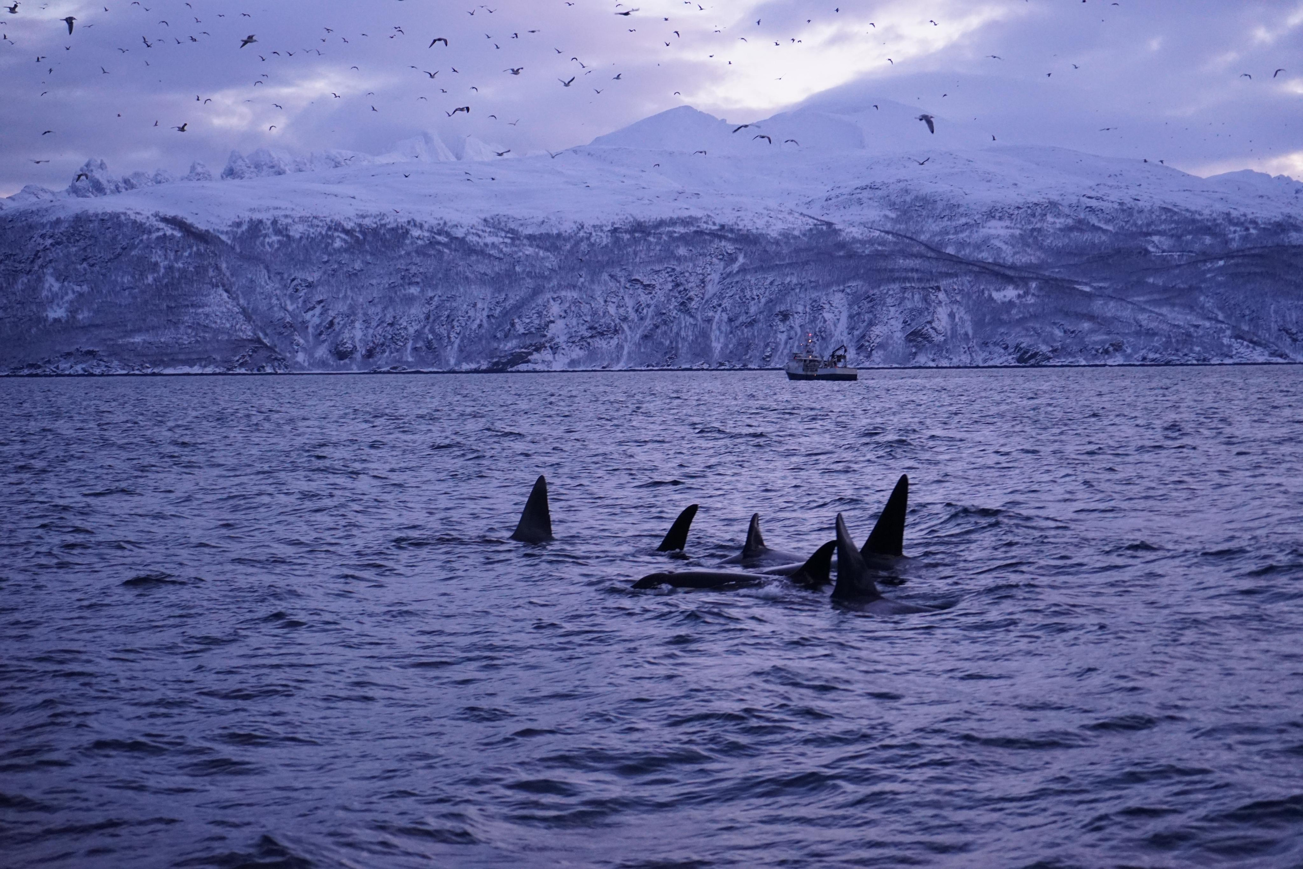 Зимняя Норвегия