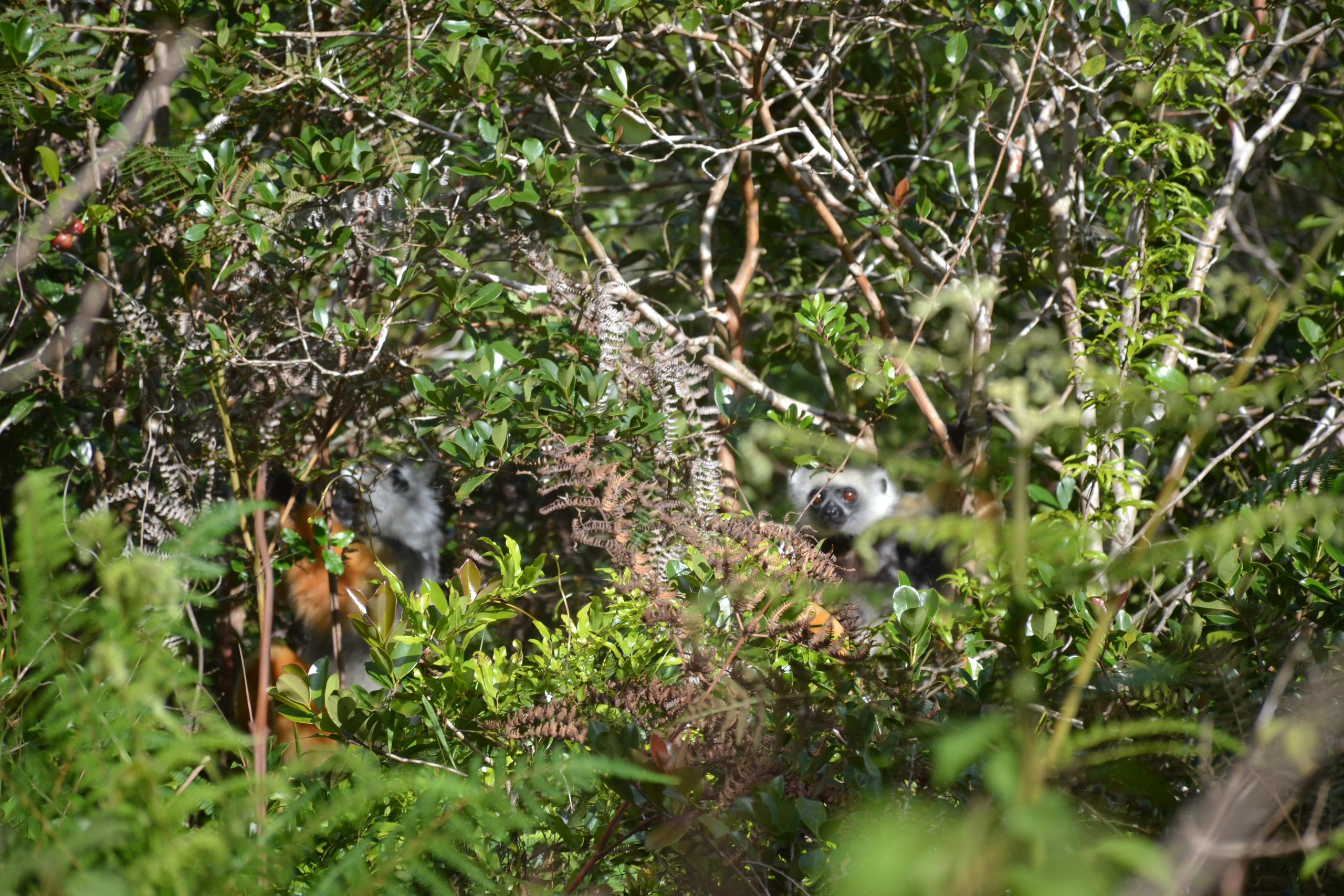 Мадагаскар