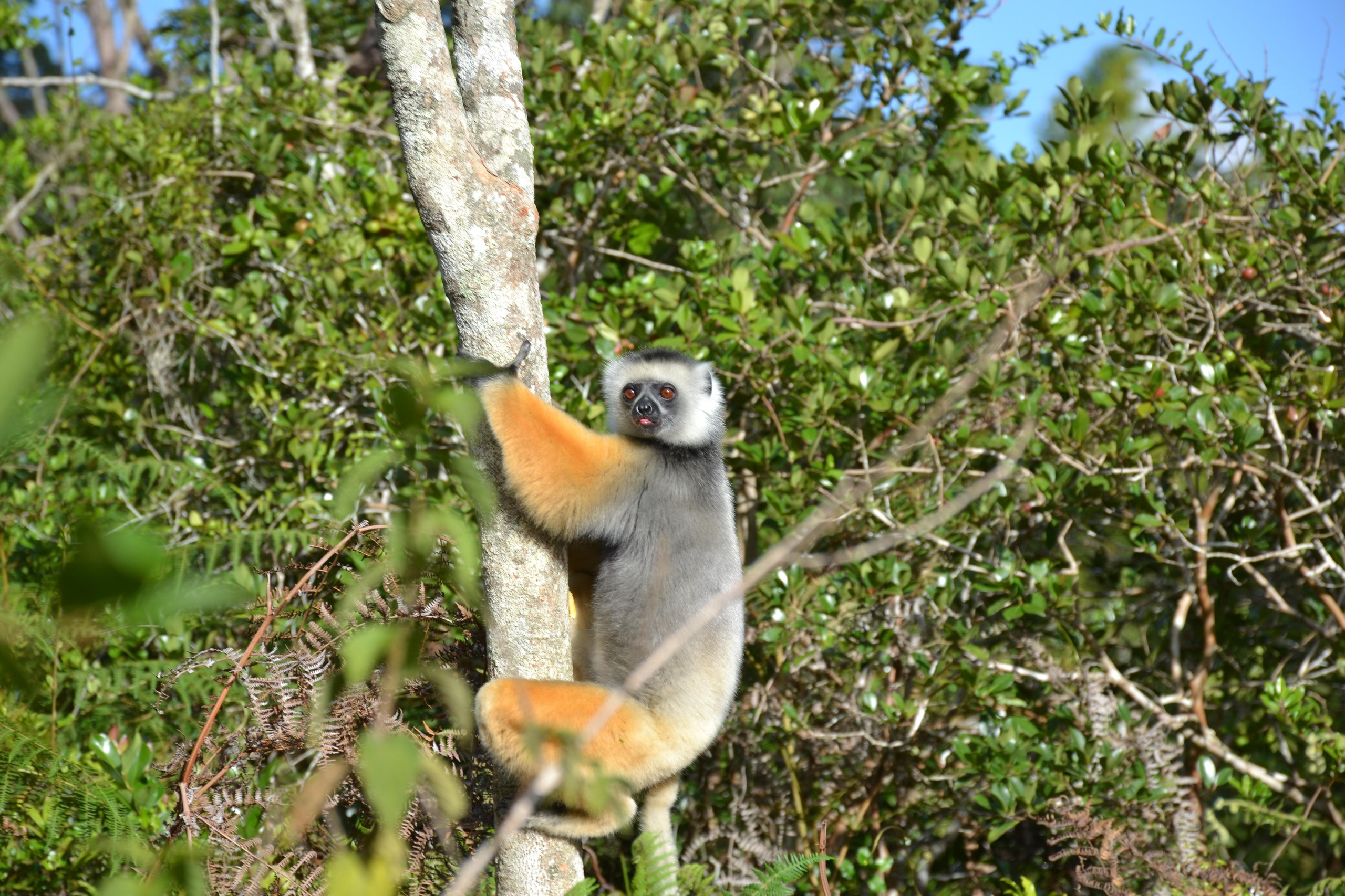 Мадагаскар