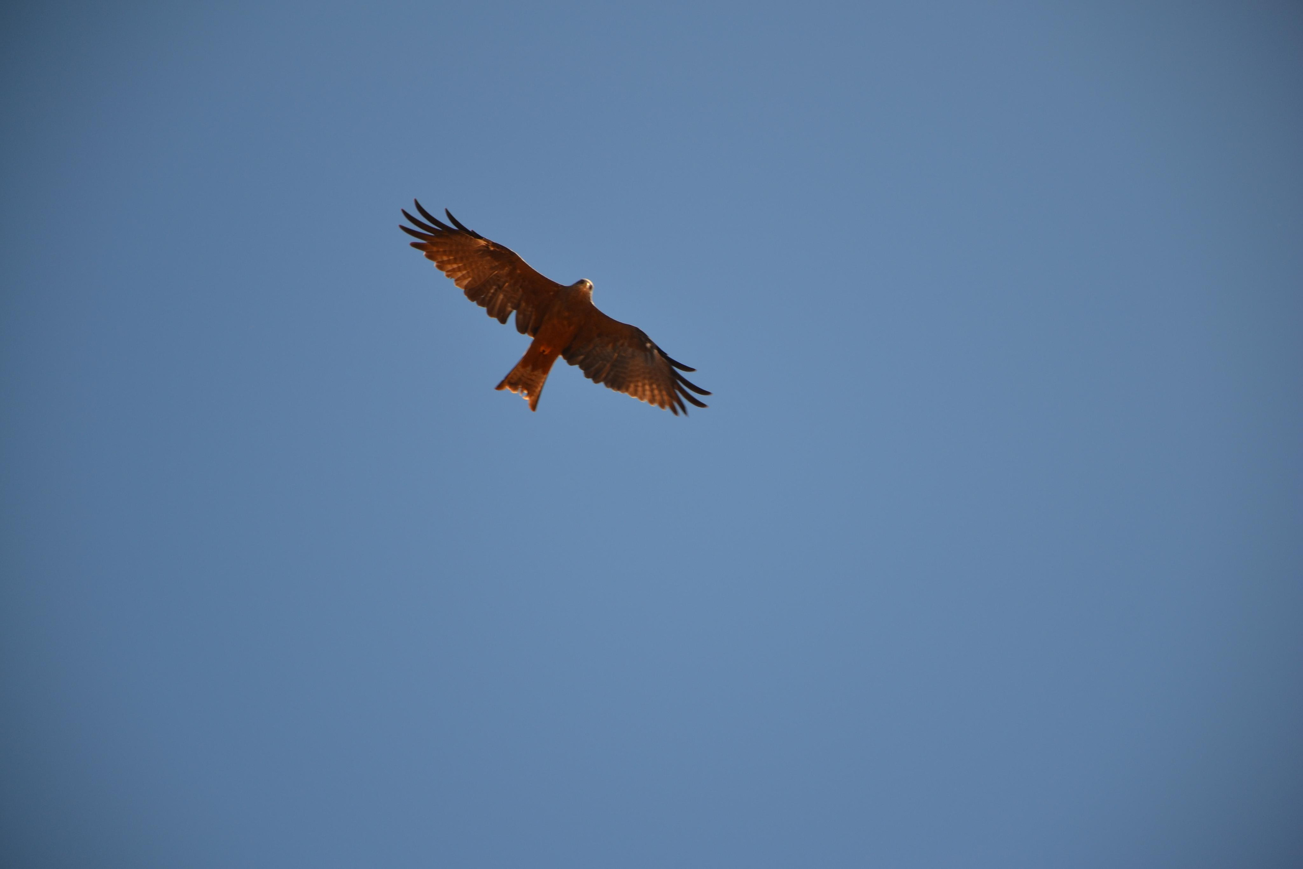 Мадагаскар