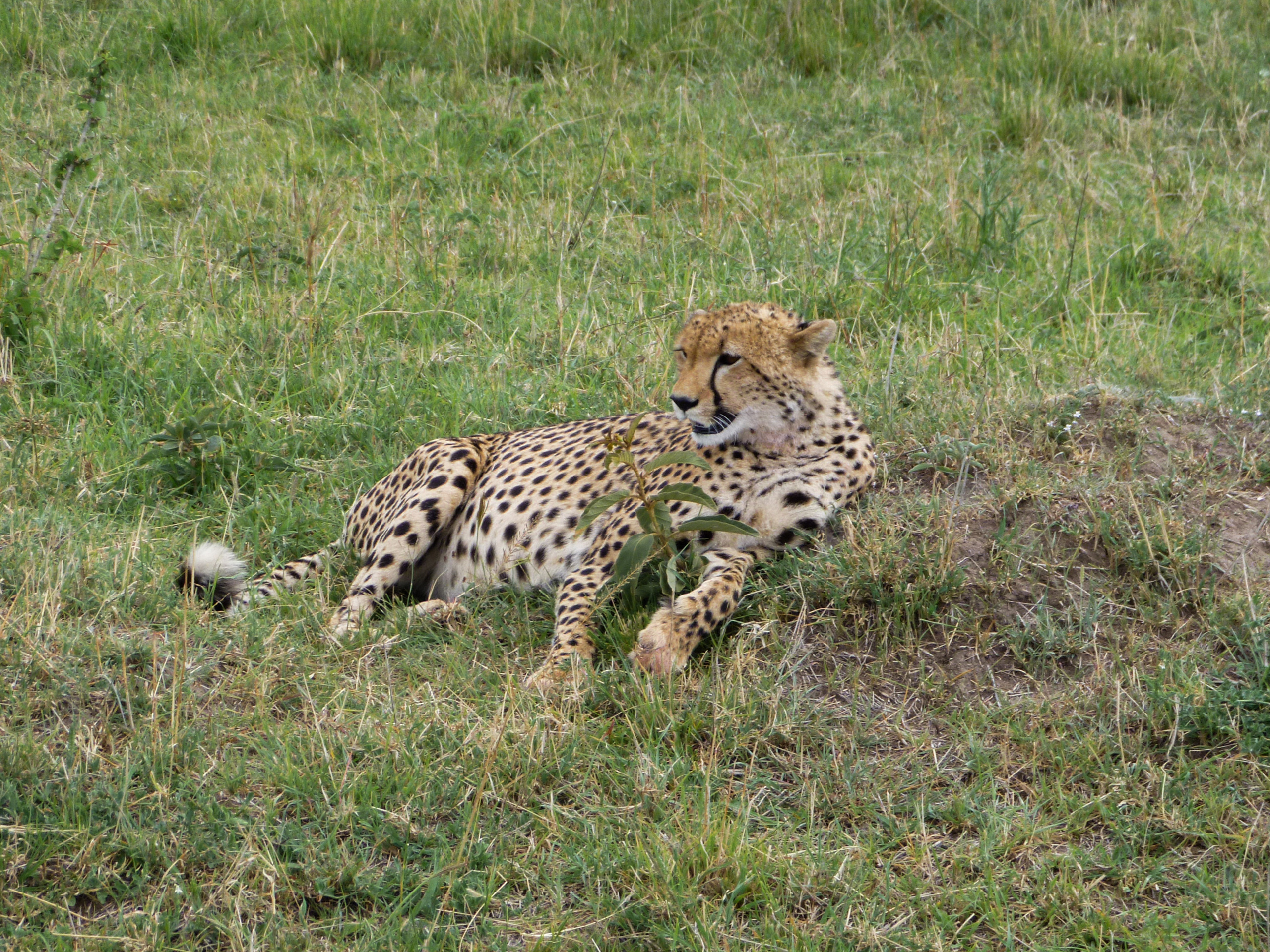 Поездка в Африку