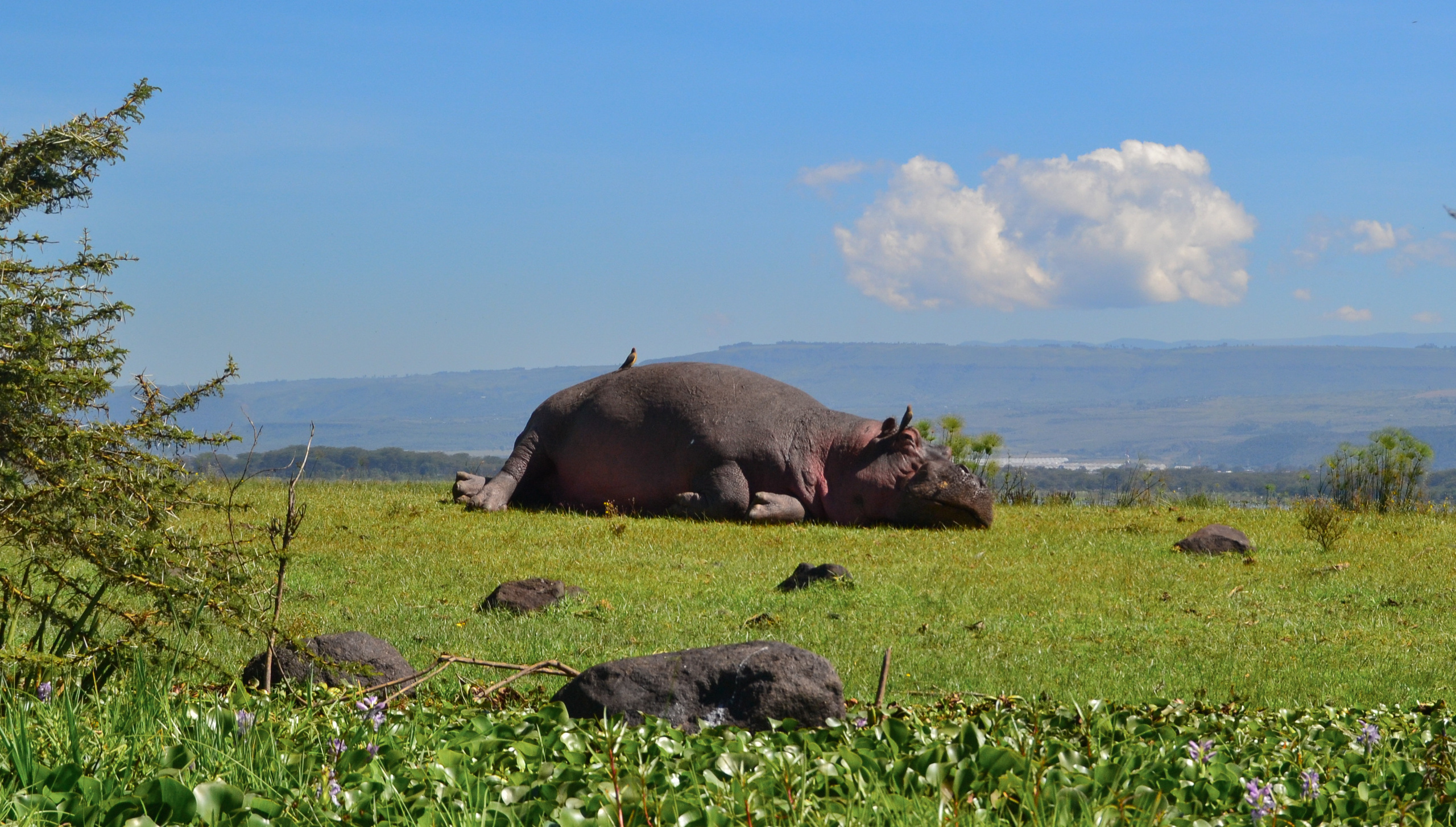 Поездка в Африку