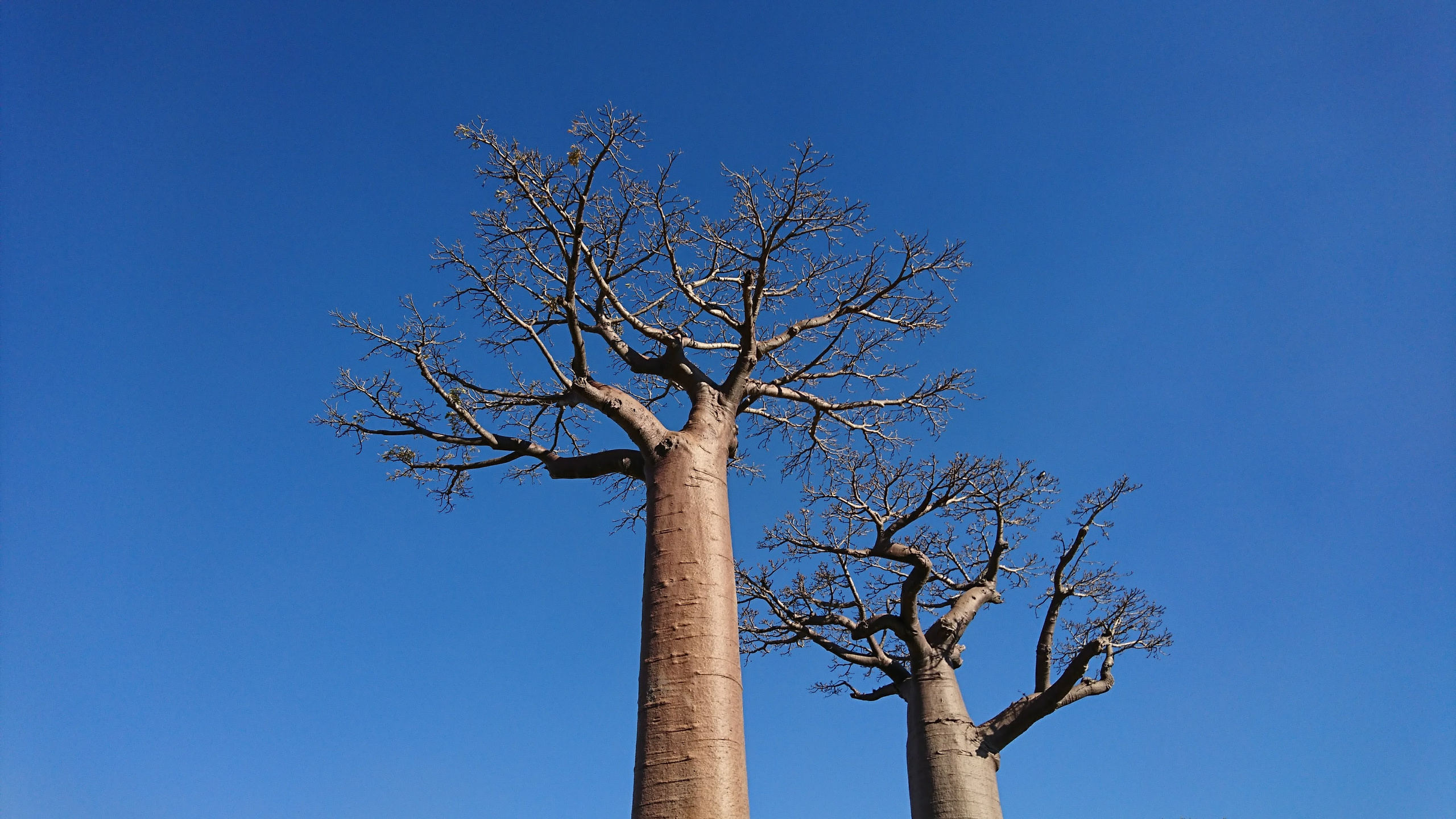 Мадагаскар