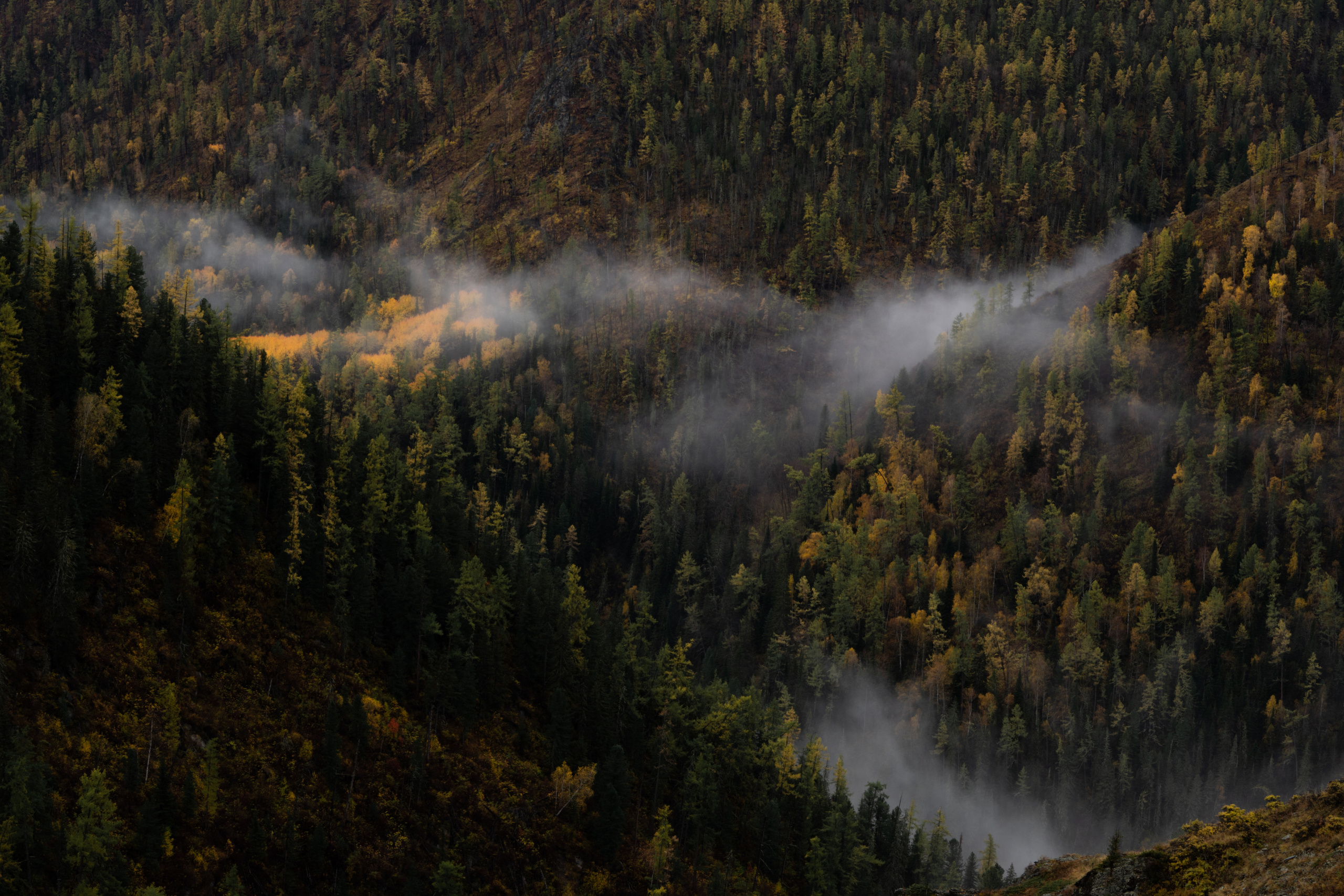 Туман после дождя