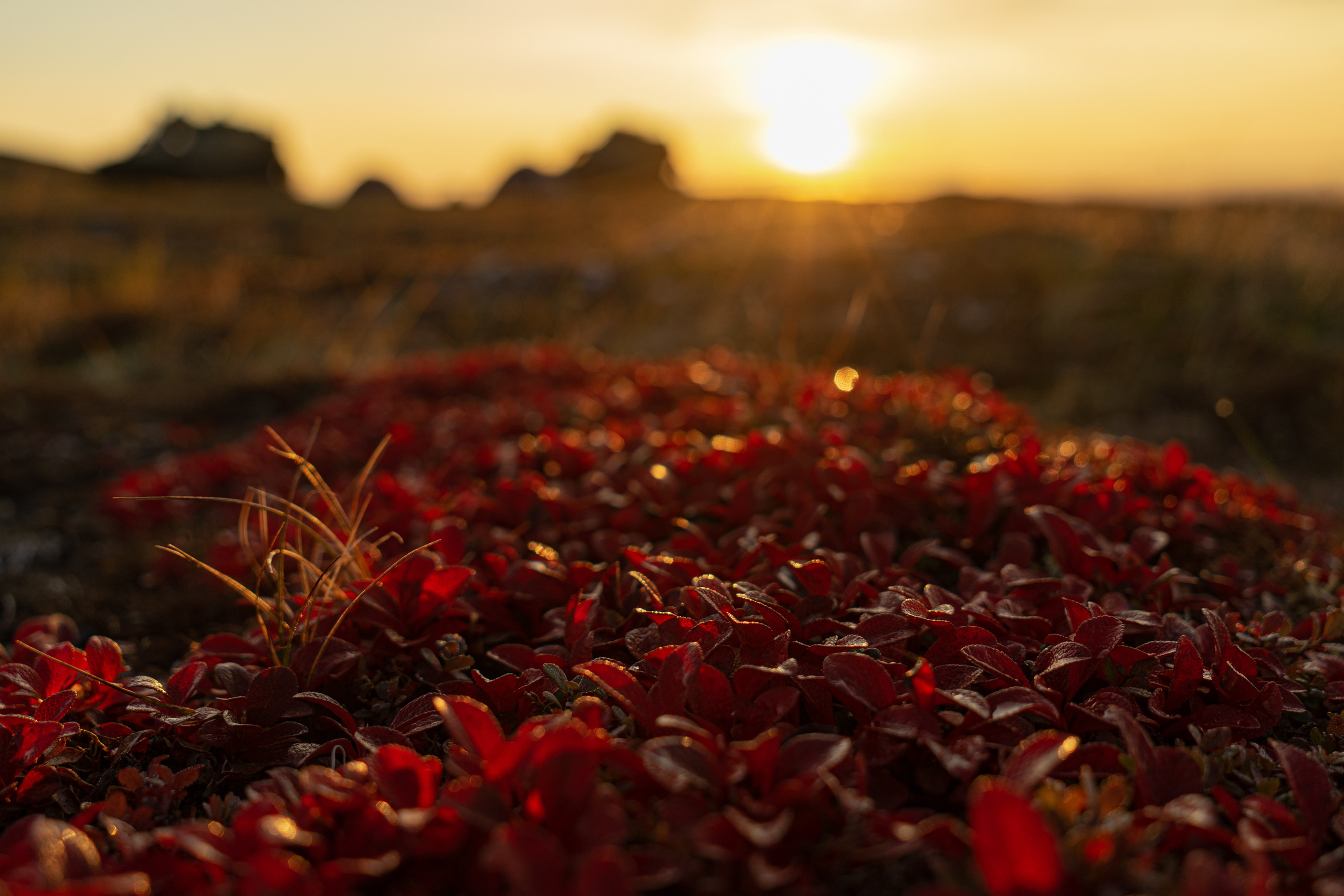 Анна Рогачева — фотограф дикой природы