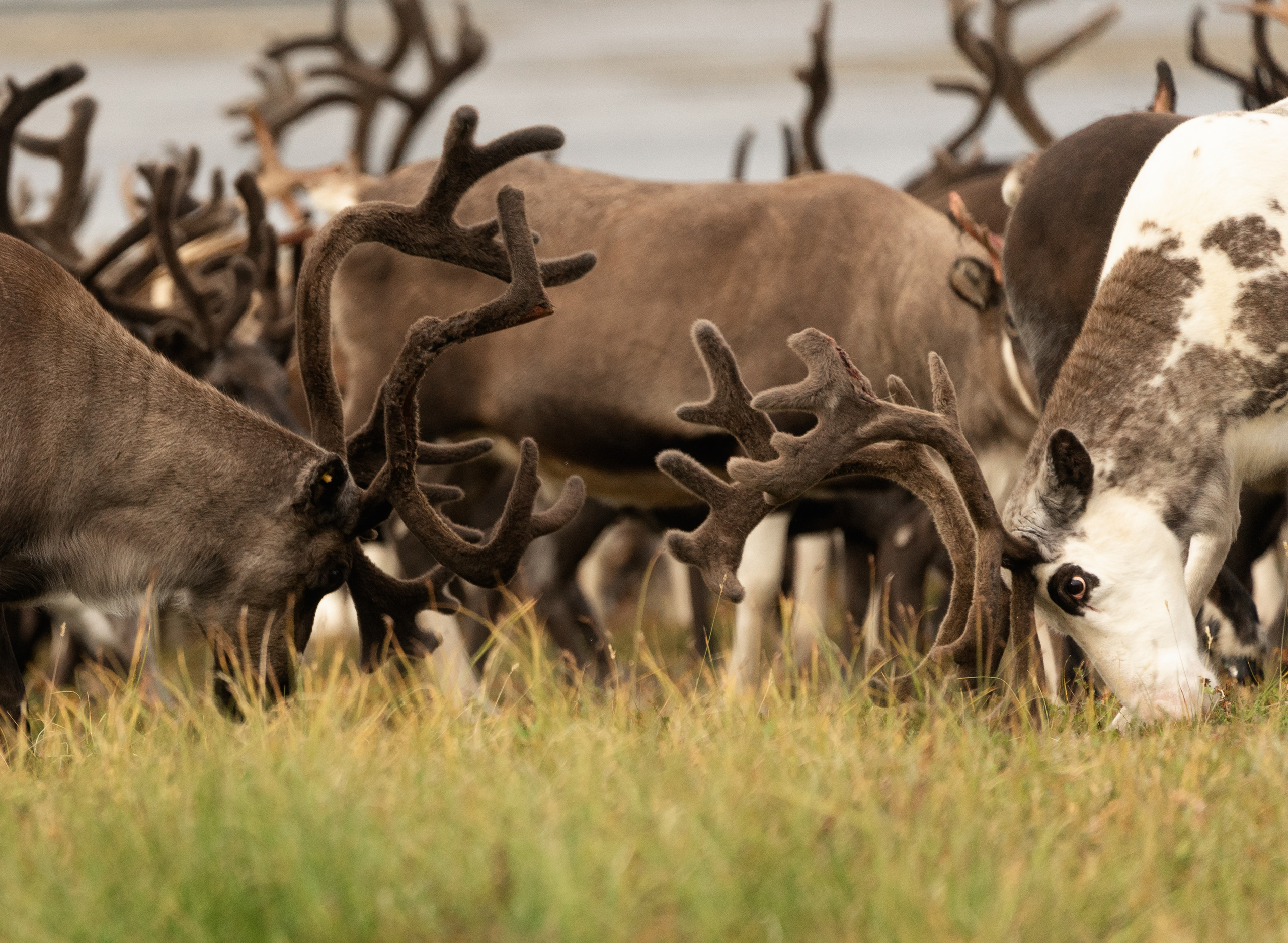 Анна Рогачева — фотограф дикой природы