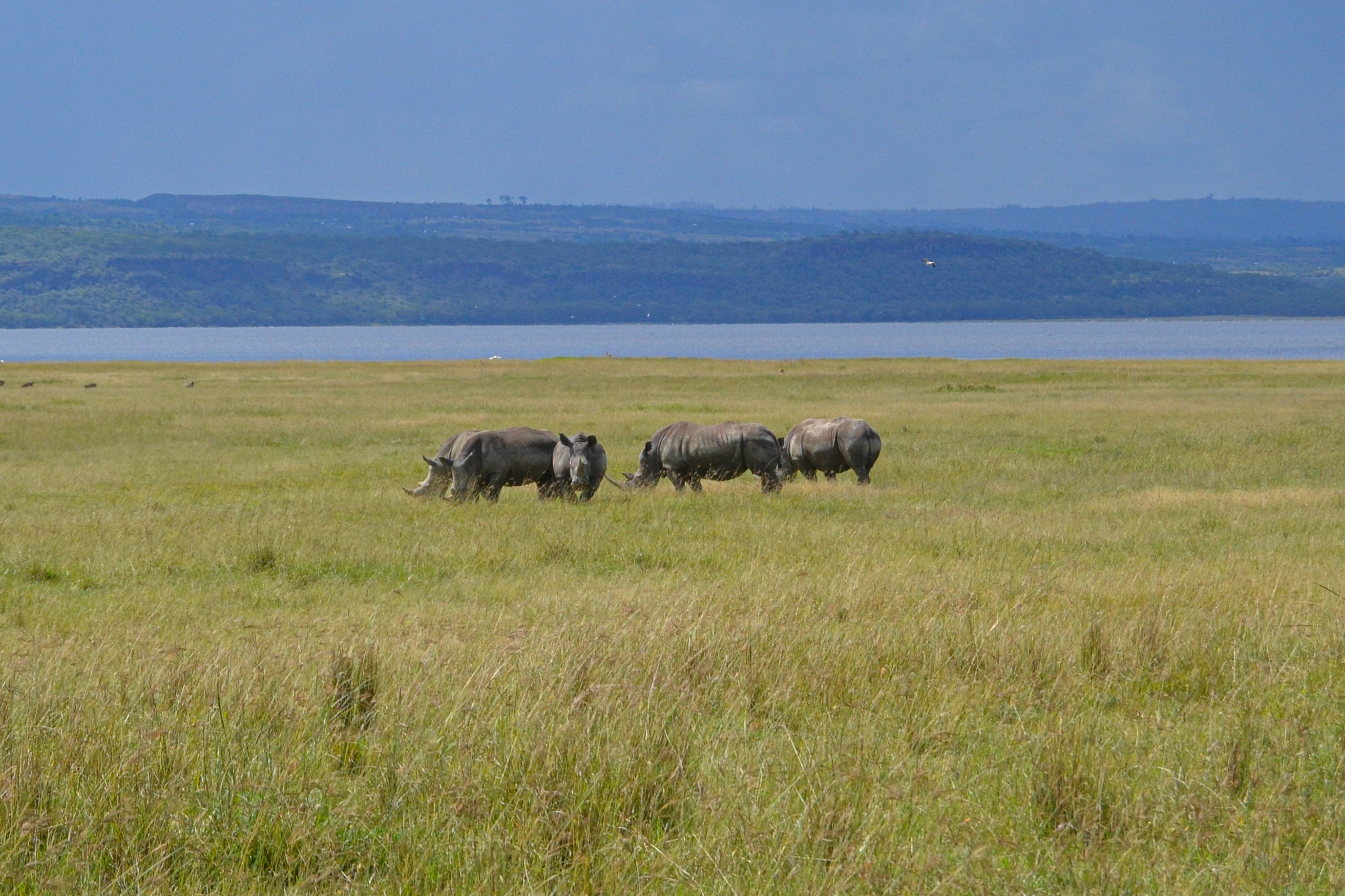 Поездка в Африку