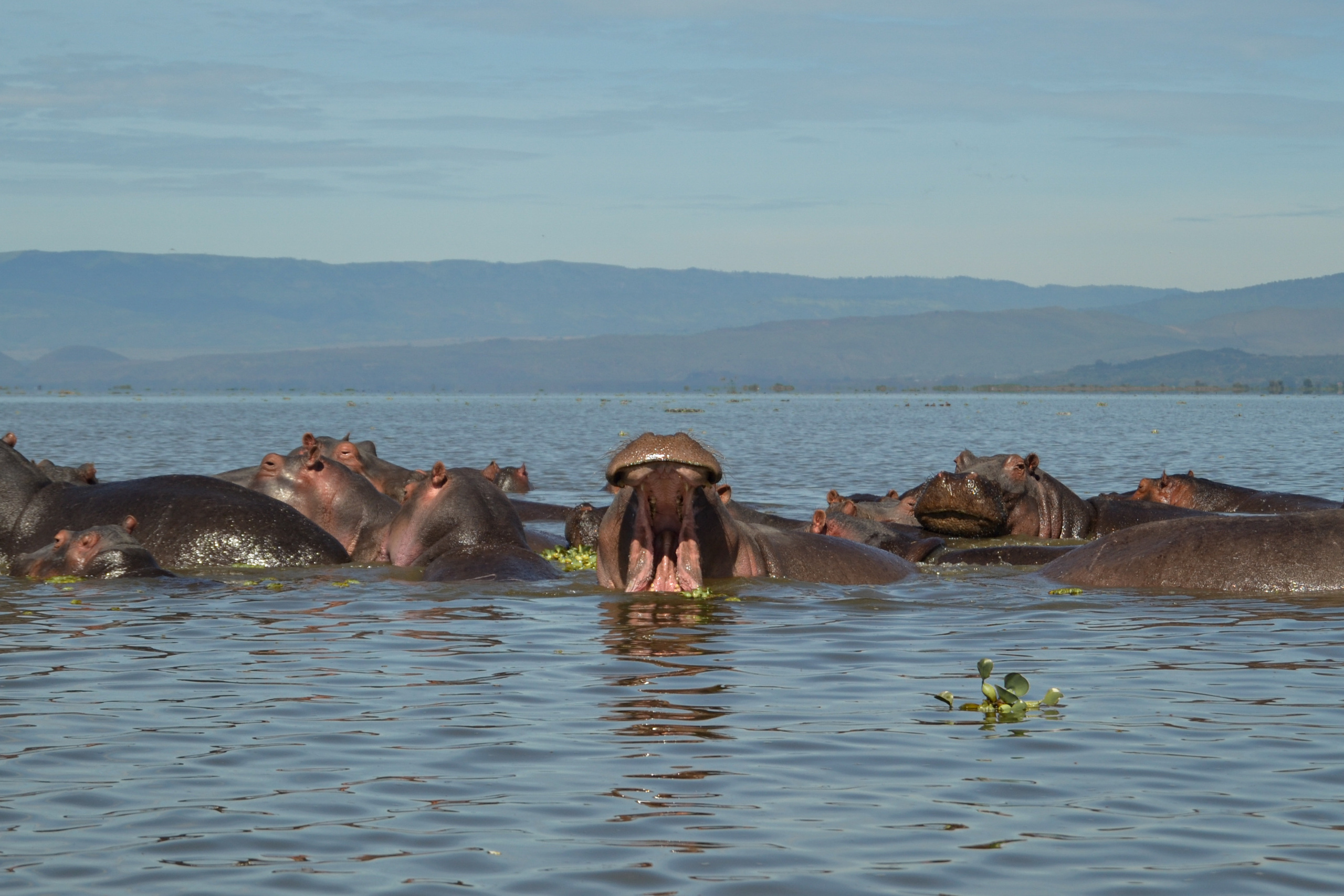 Поездка в Африку
