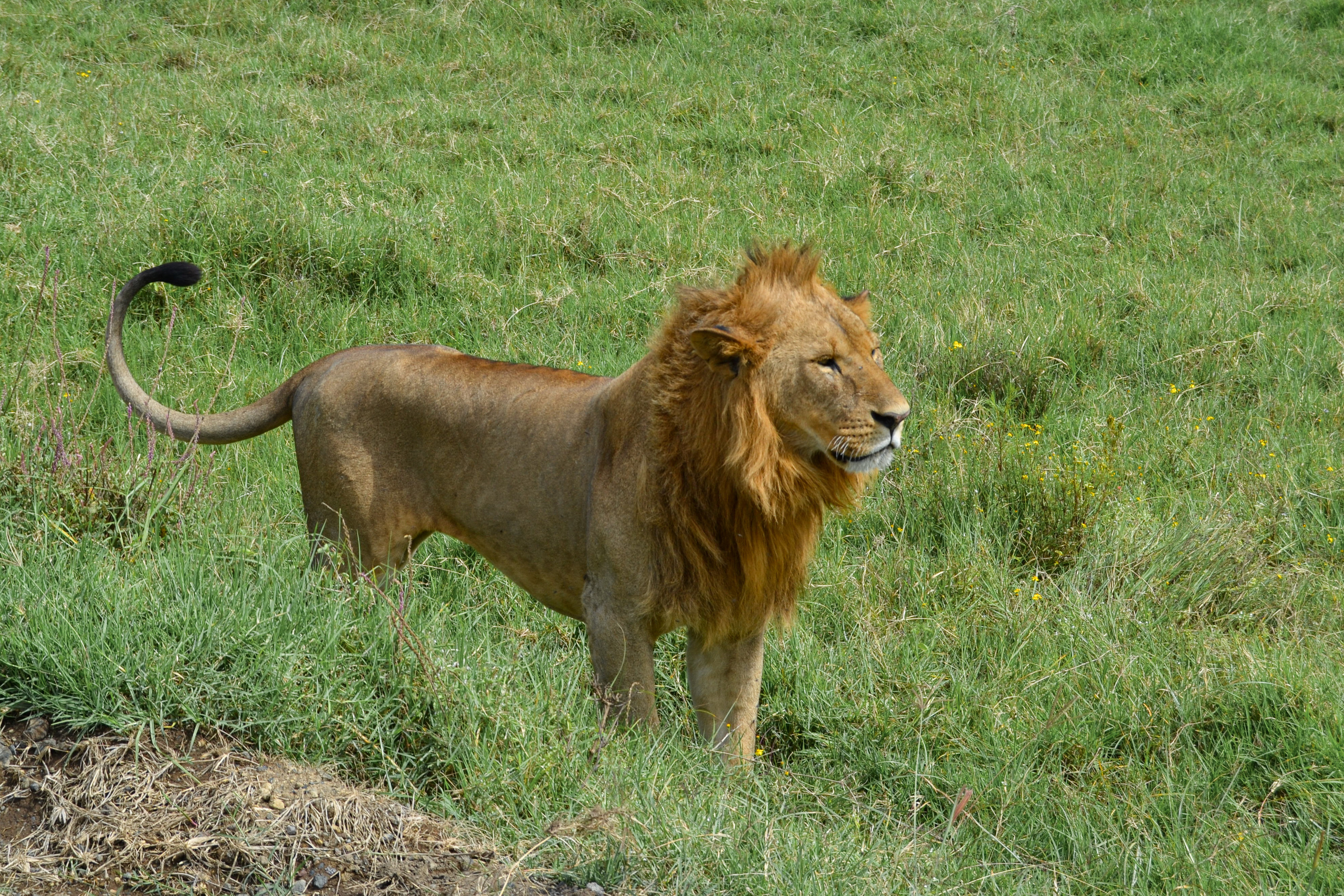 Поездка в Африку