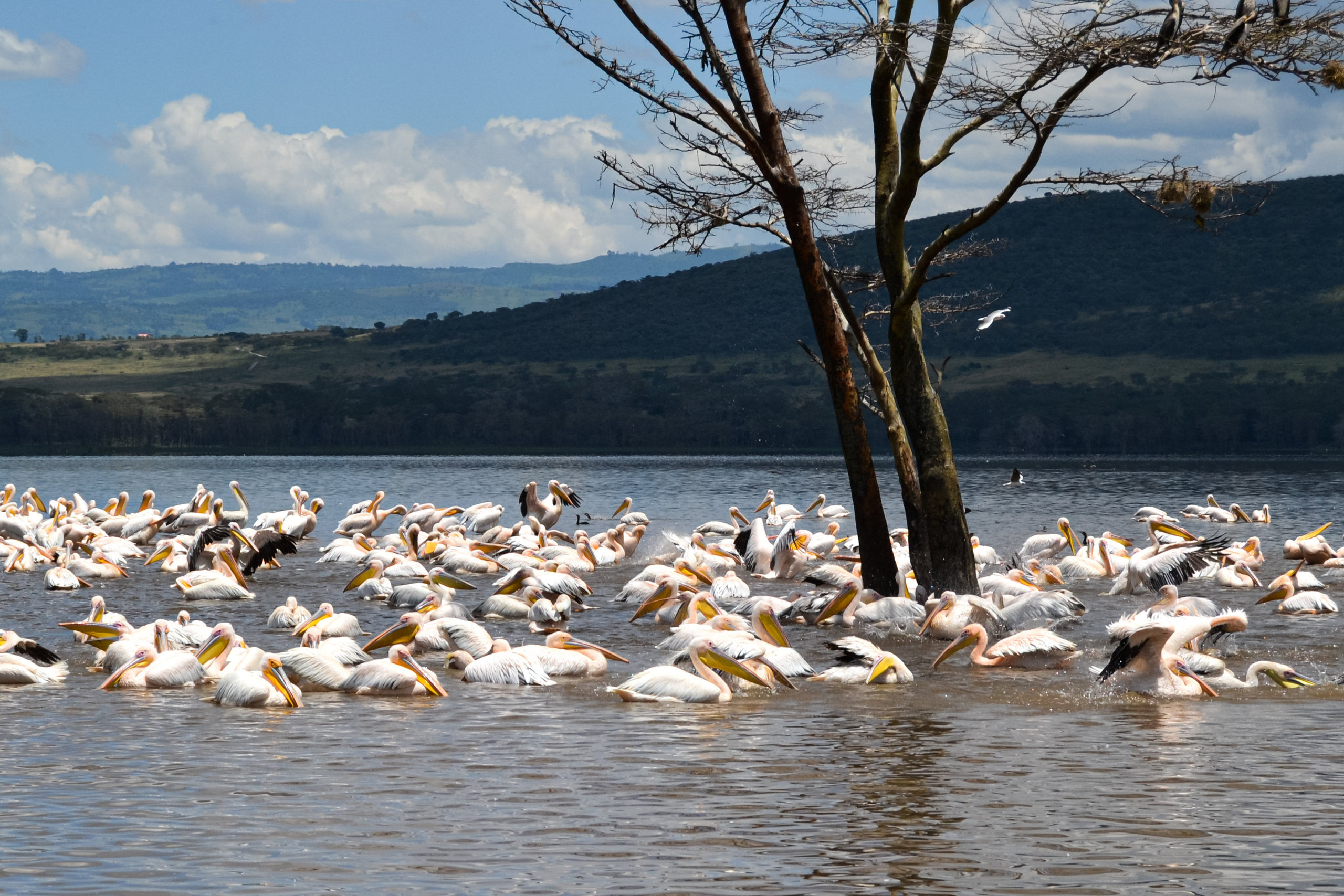 Поездка в Африку