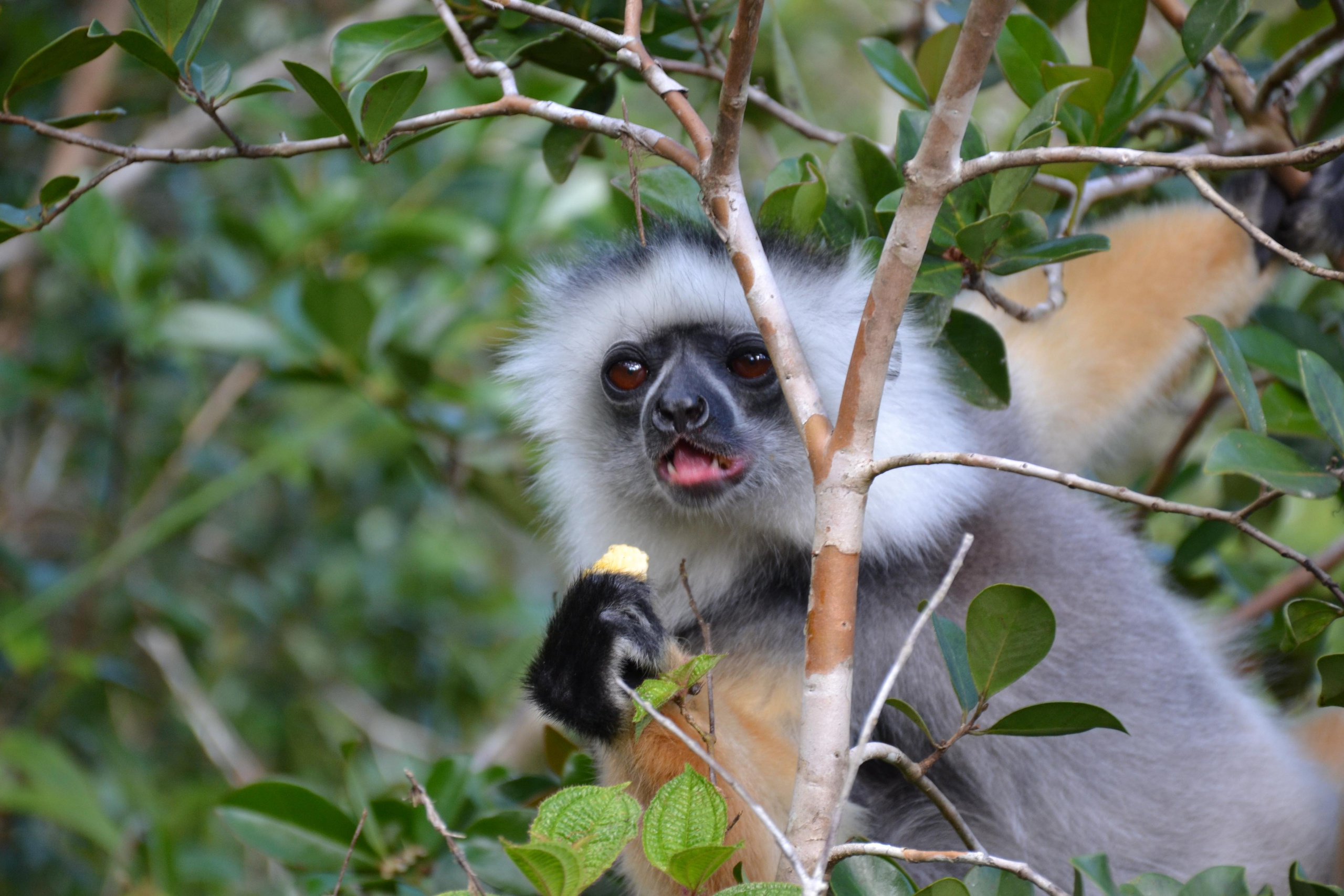 Мадагаскар