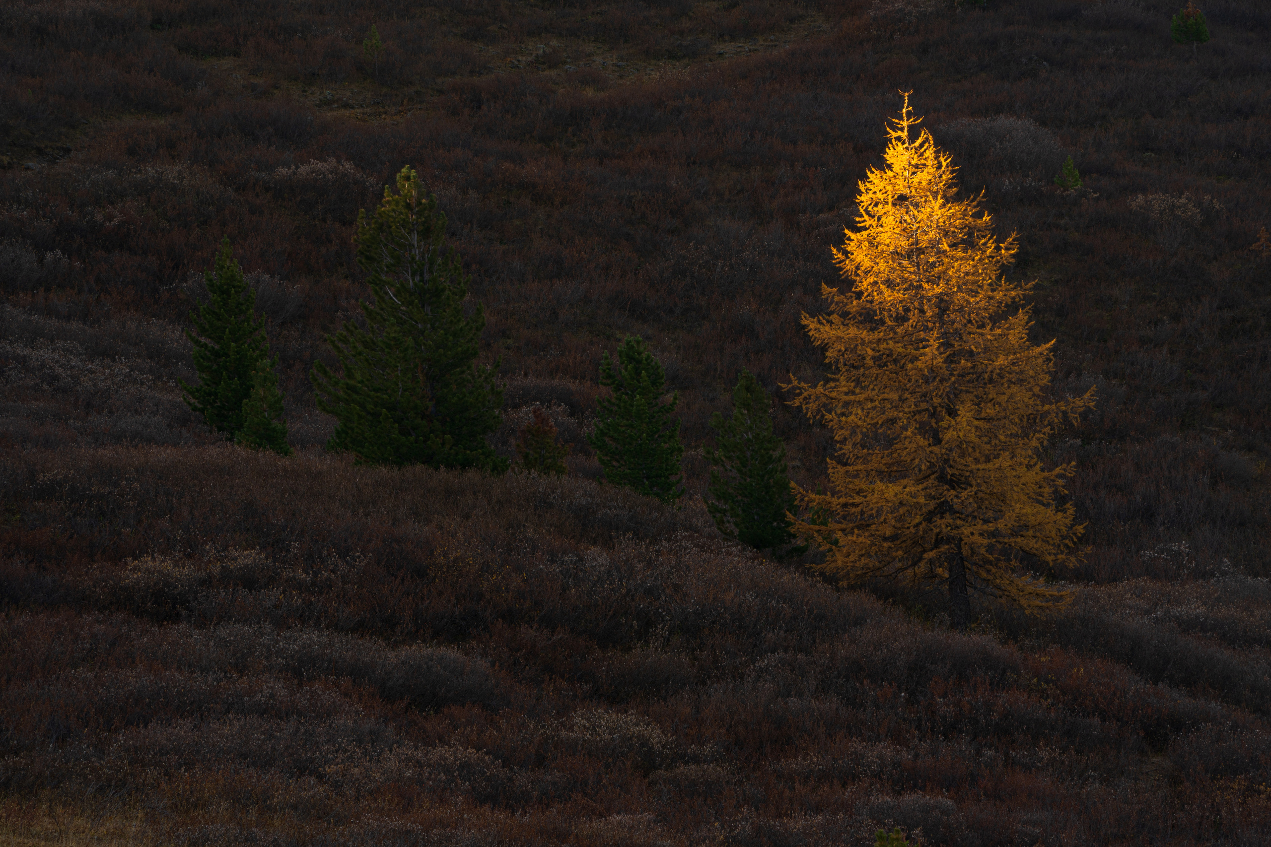 Проблеск солнышка