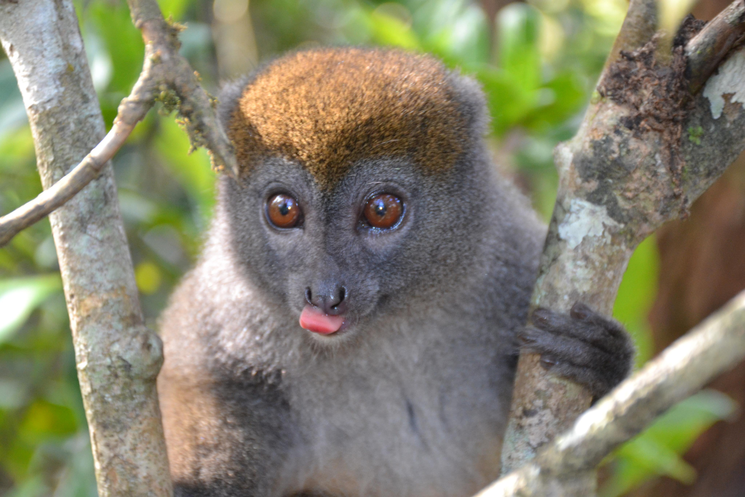 Мадагаскар