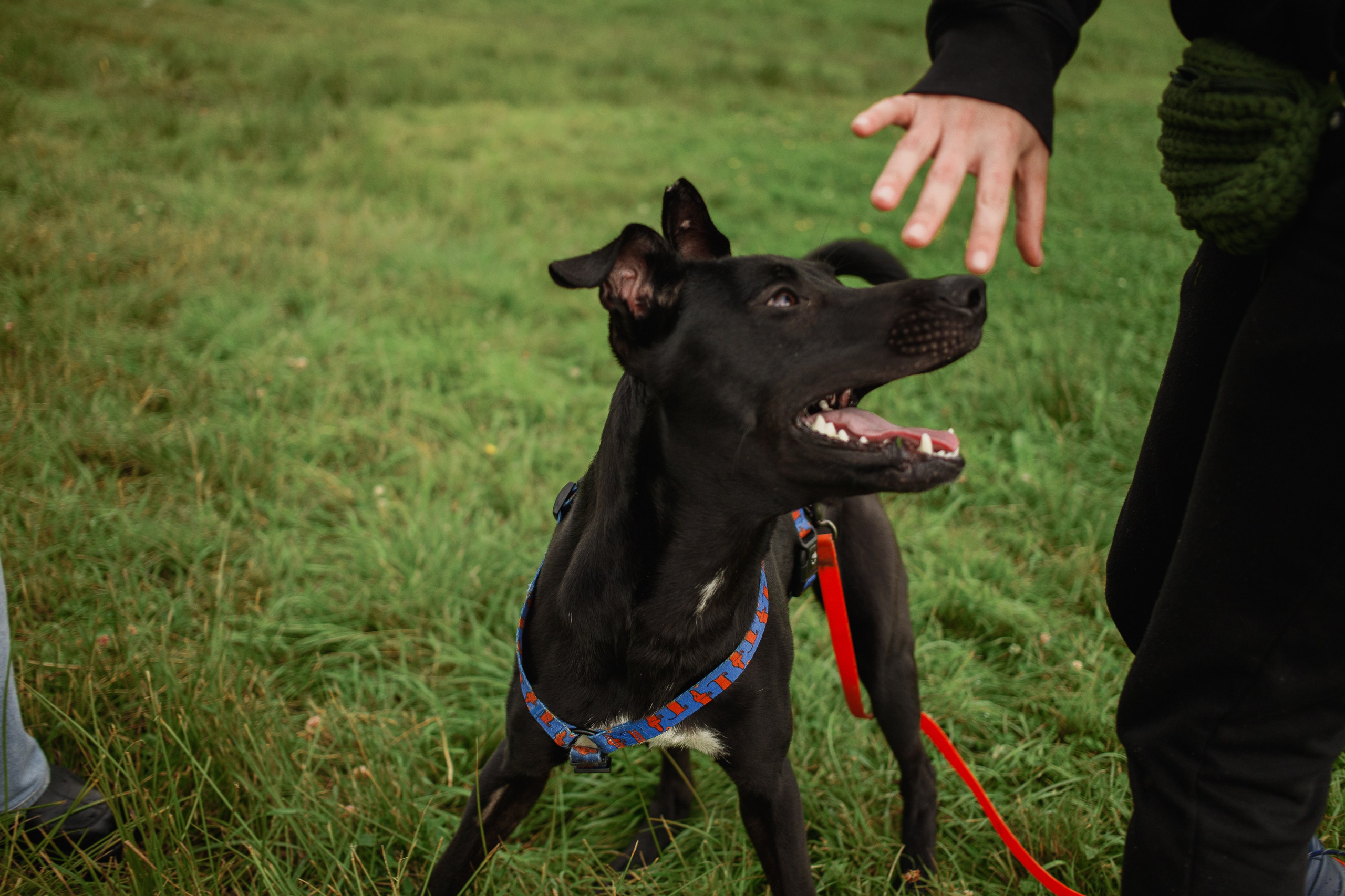 Отис ищет дом. Портретный фотограф в Санкт-Петербурге Катя Протасевич
