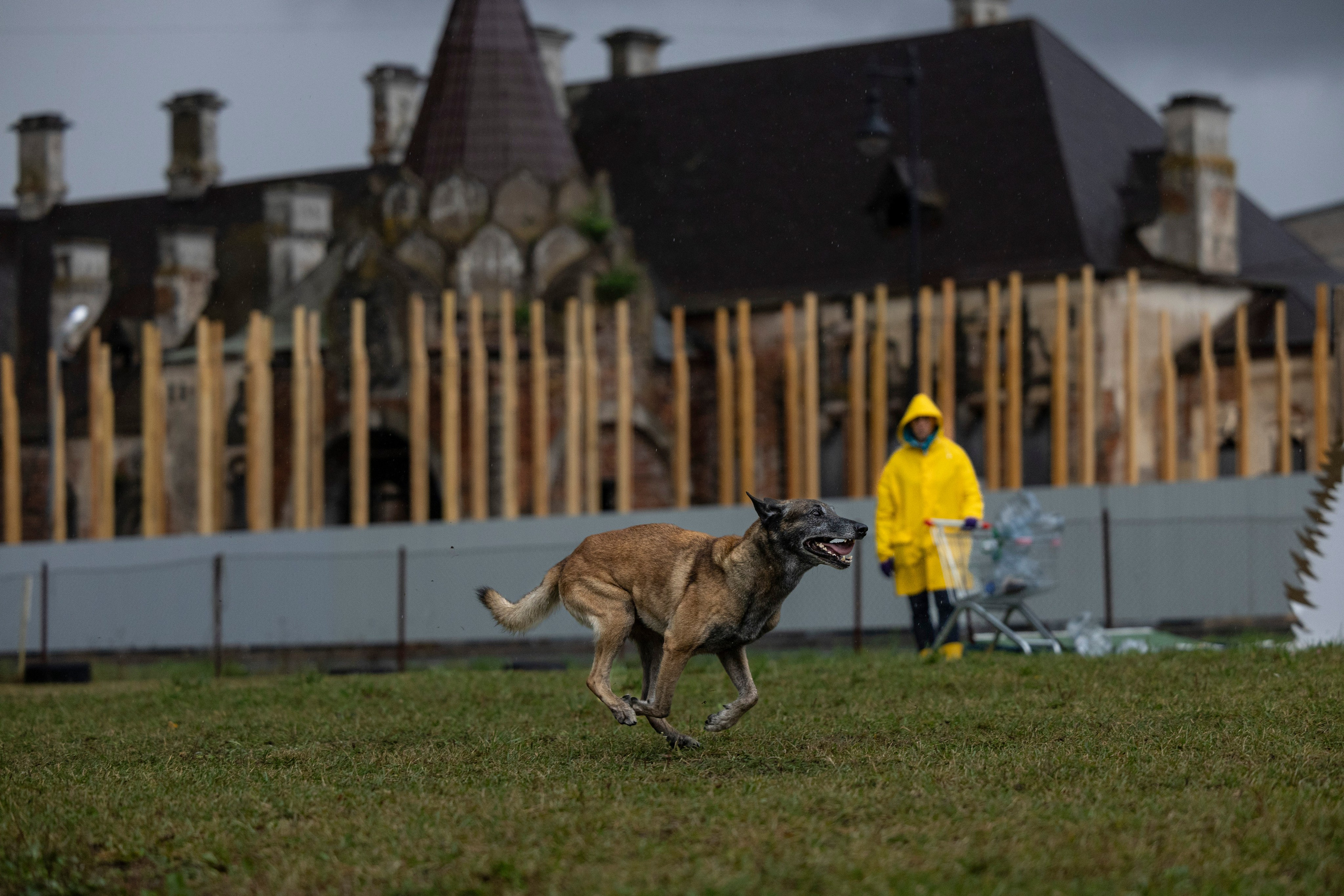 Испытания по Мондьорингу г. Пушкин. Фотограф-анималист Анна Маринич