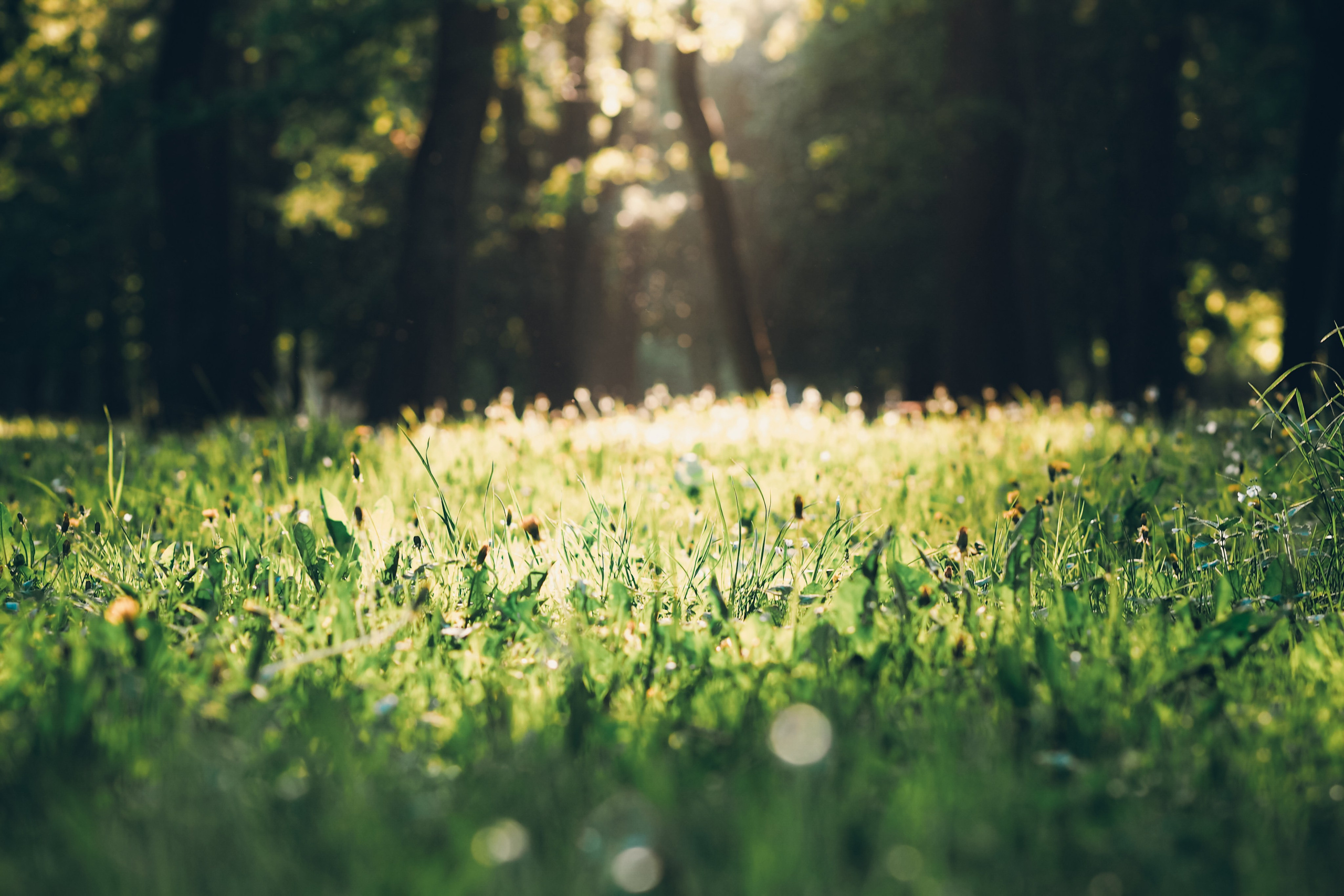 Крестовский остров. Свадебный фотограф Копков Геннадий