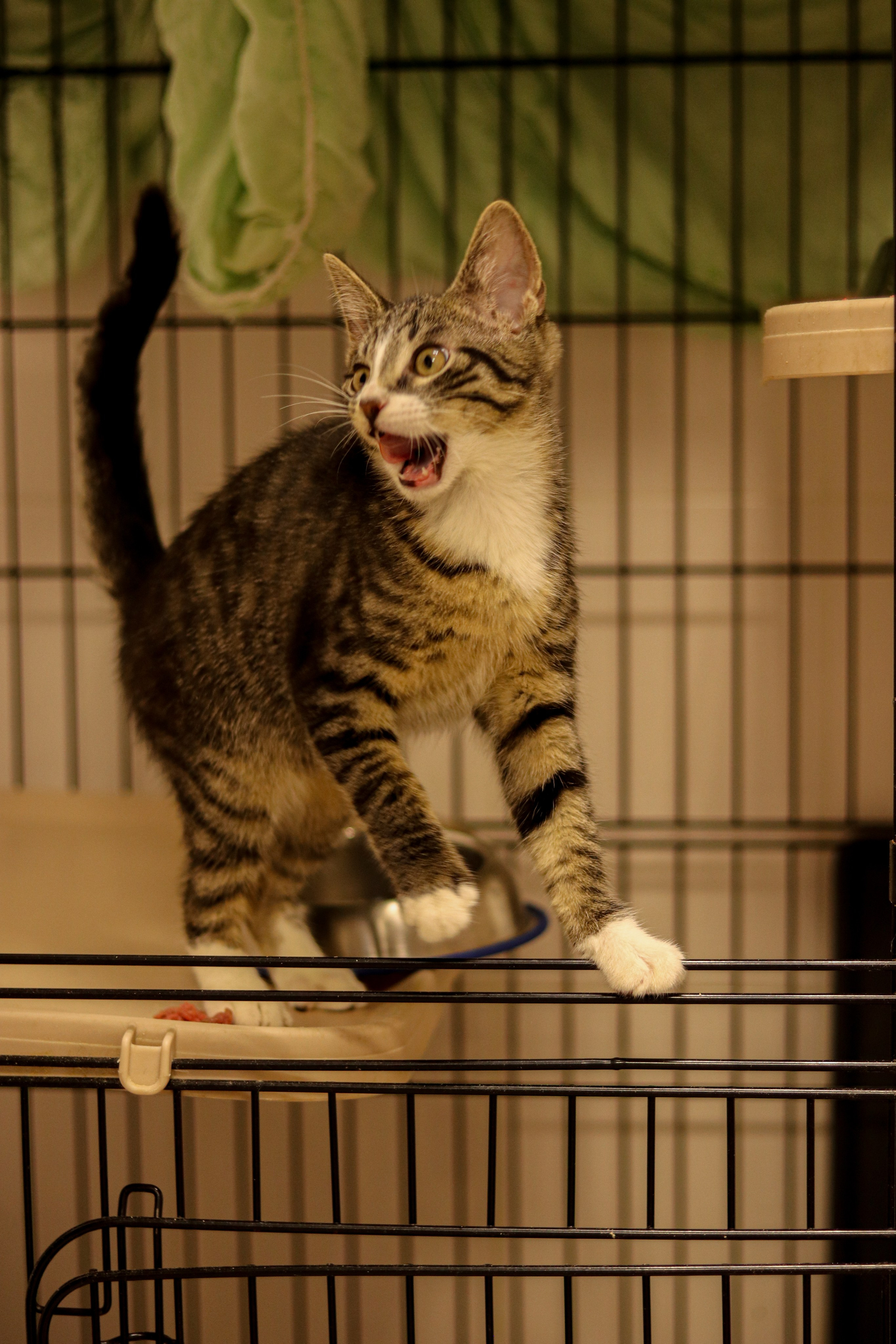 Петербургский дом кота (27 июня 2024). Ивентный фотограф в Санкт-Петербурге Олег Комков