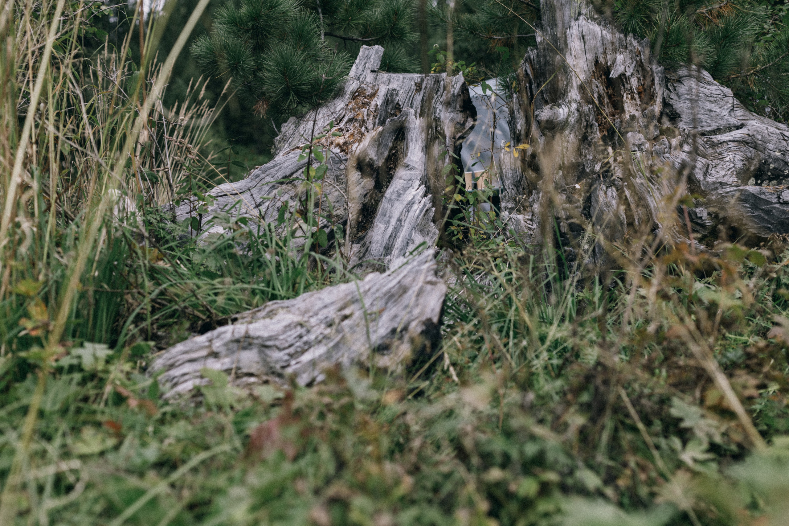 Алтай, природа и эстетика. Александр Чернин. Семейный и событийный фотограф