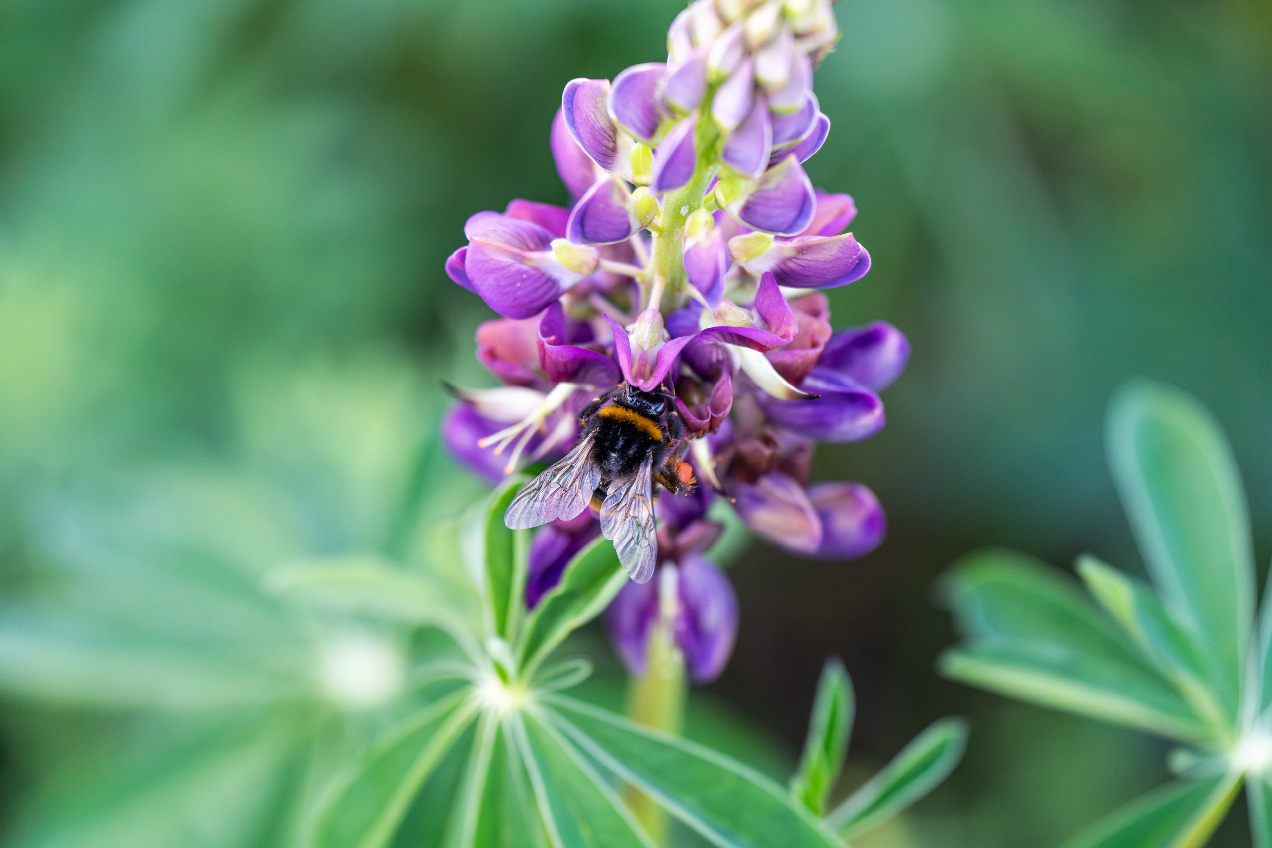 Шмель на цветке в парке Монрепо