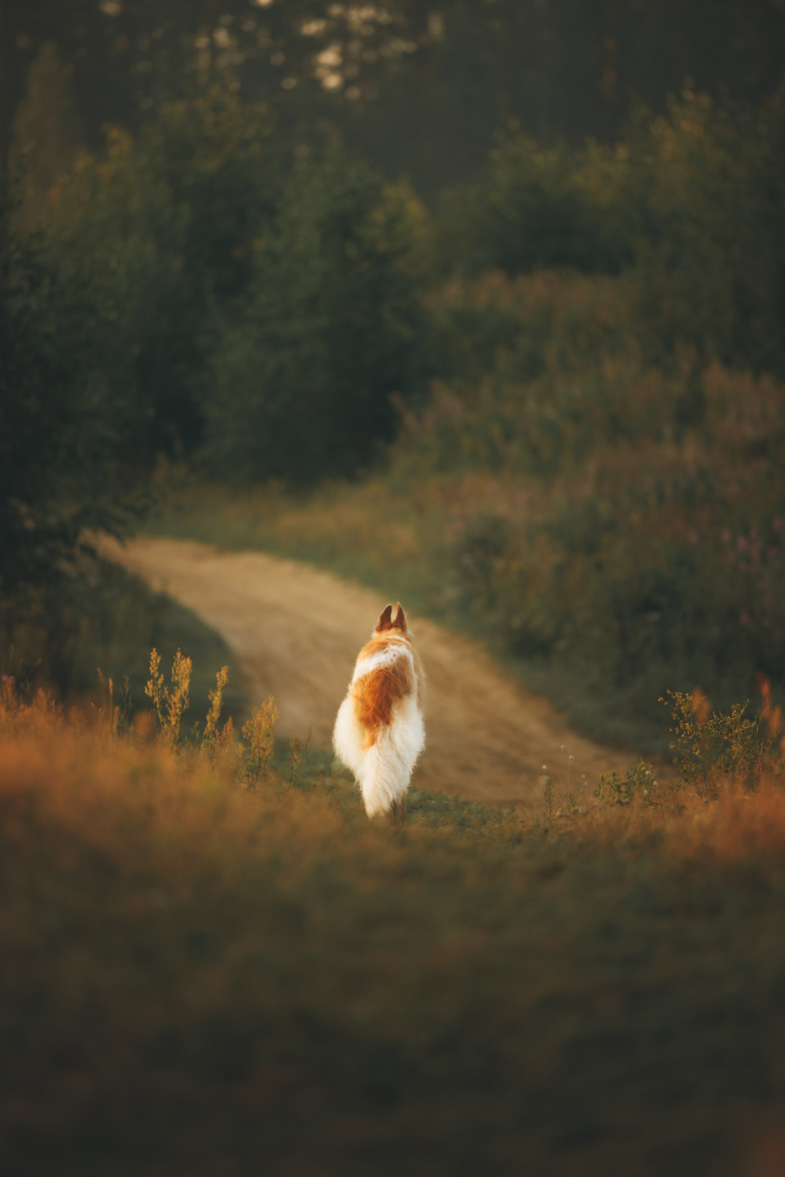 Сергей, Оксана и Жара. Фотограф анималист Осипчикова Мария
