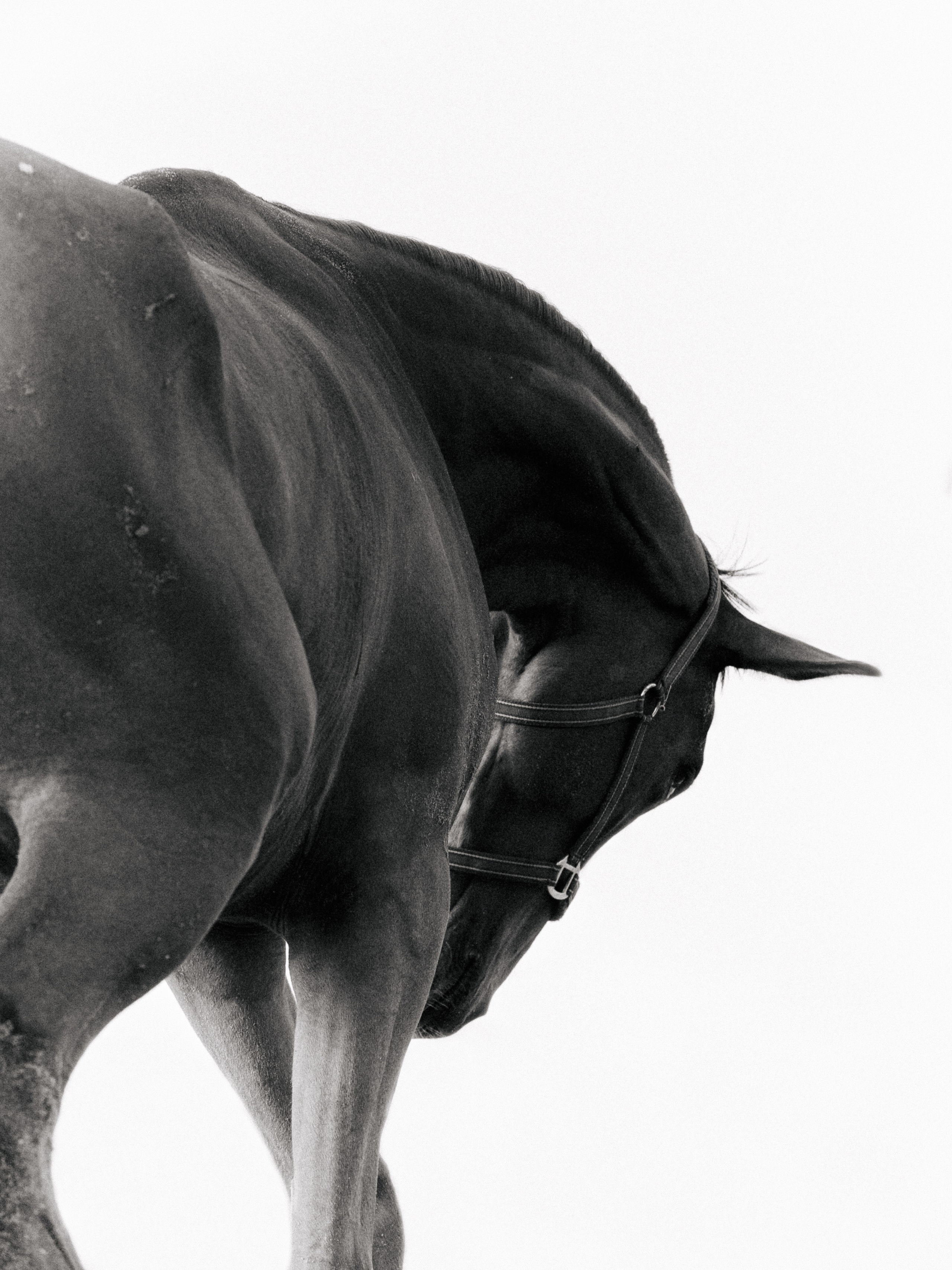 Съёмка лошадей/чб. Конный фотограф в Калининграде Елена Курбатова