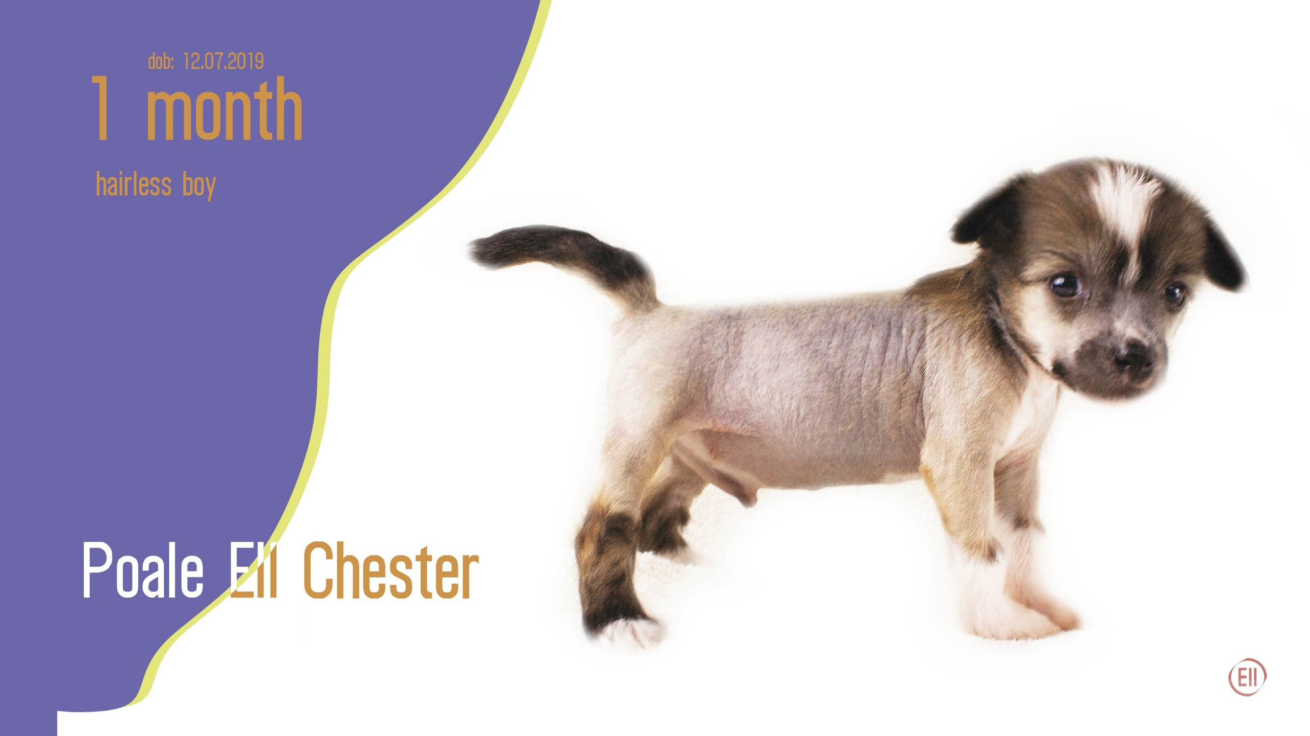 Litter C. Chinese Crested Dog Kennel Poale Ell