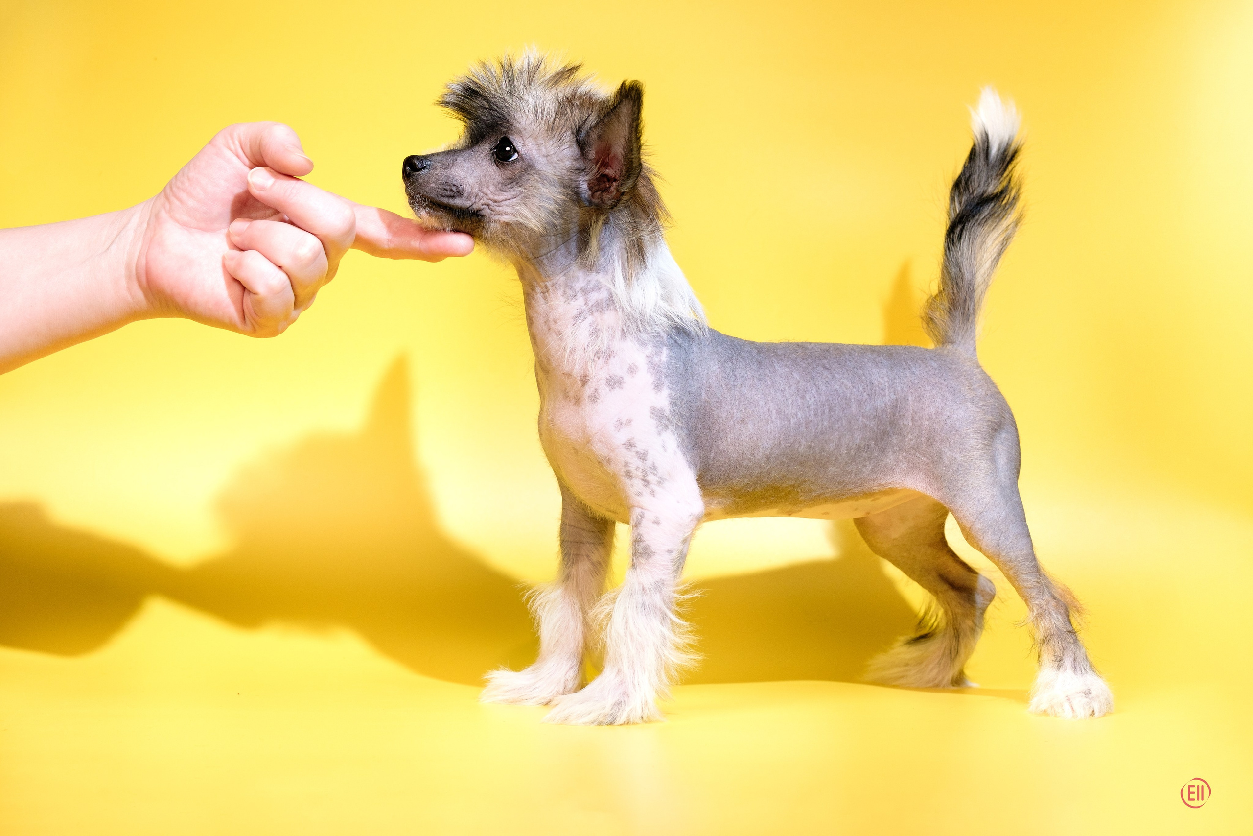 Poale Ell Deniz. Poale Ell Chinese Crested Dog Kennel: Buy a puppy from the kennel