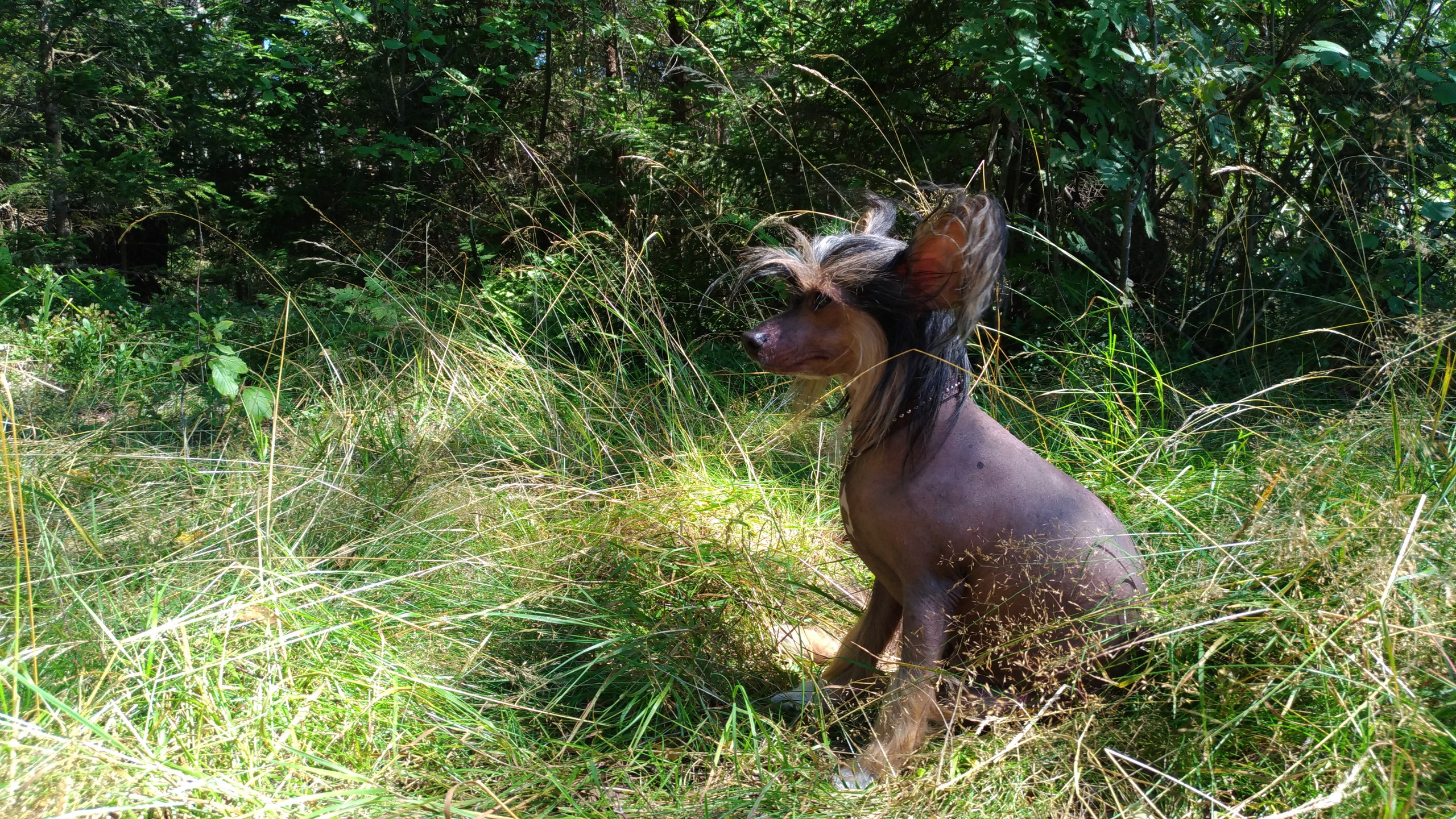 Hike to Konakovo. Poale Ell Chinese Crested Dog Kennel: Buy a puppy from the kennel