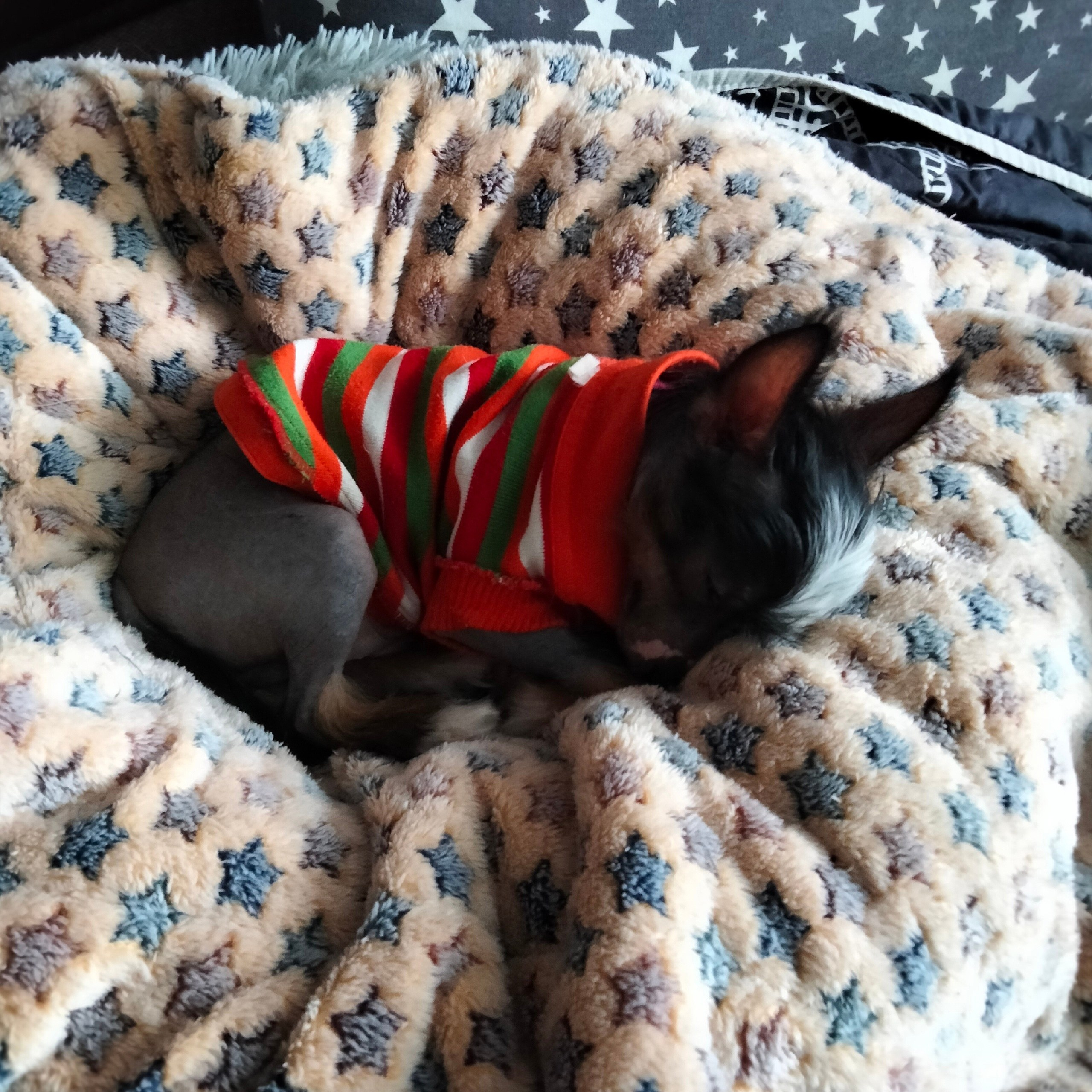 Poale Ell Vinsent. Chinese Crested Dog Kennel Poale Ell