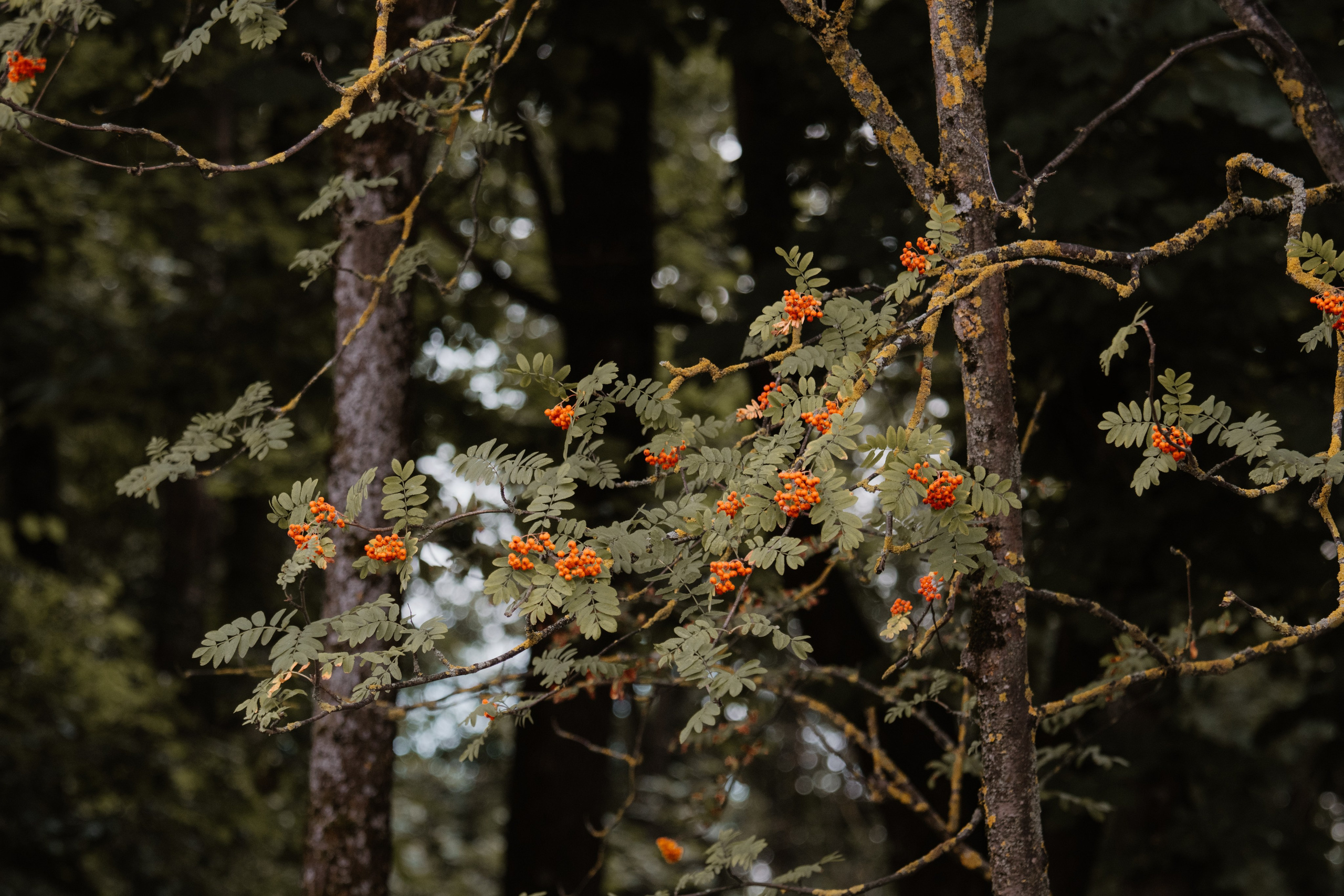 Фестивали — Смоленск 26.07.2025. KiPPER Gallery — Фотограф