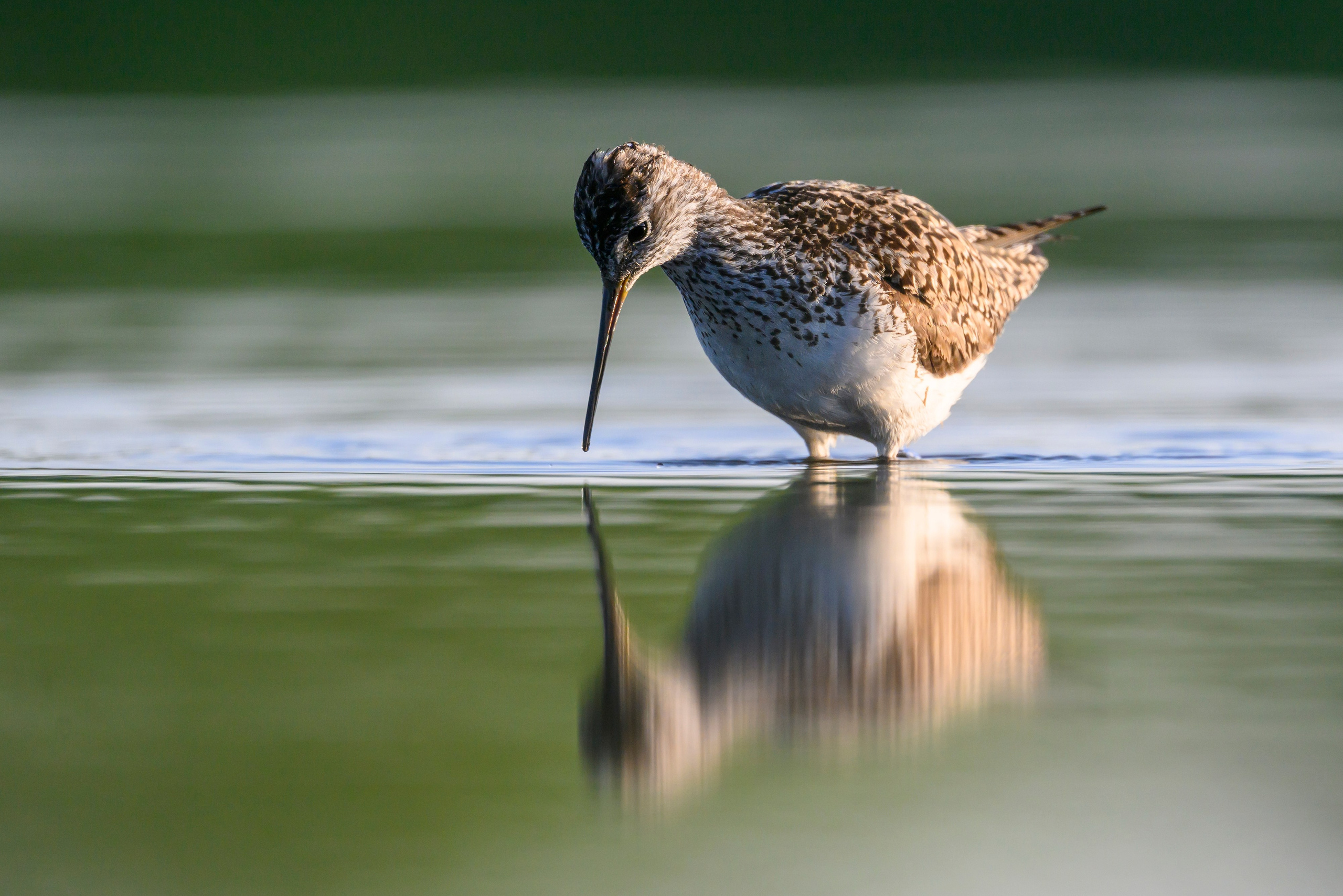 Птенец трясогузки, поручейник и фифи. Wildlife photography by Sergey Puponin