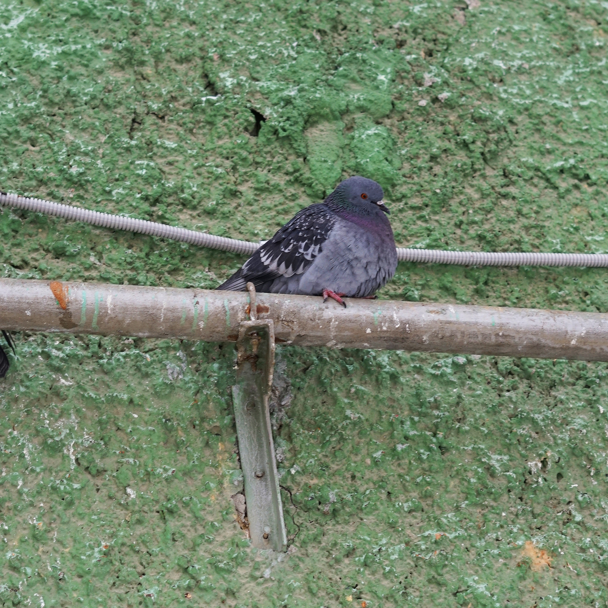 Greenest district. Artist Anna Snegina Художница Анна Снегина