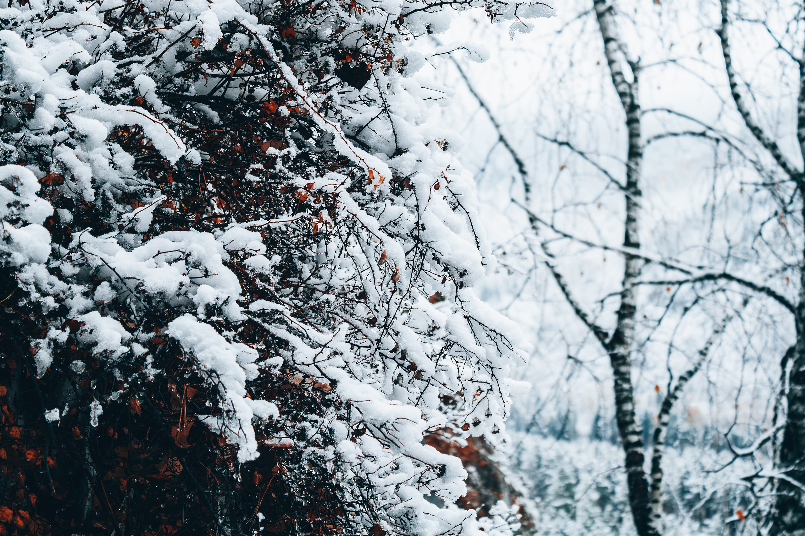 Фотографии Горного Алтая. Фотограф в Новокузнецке