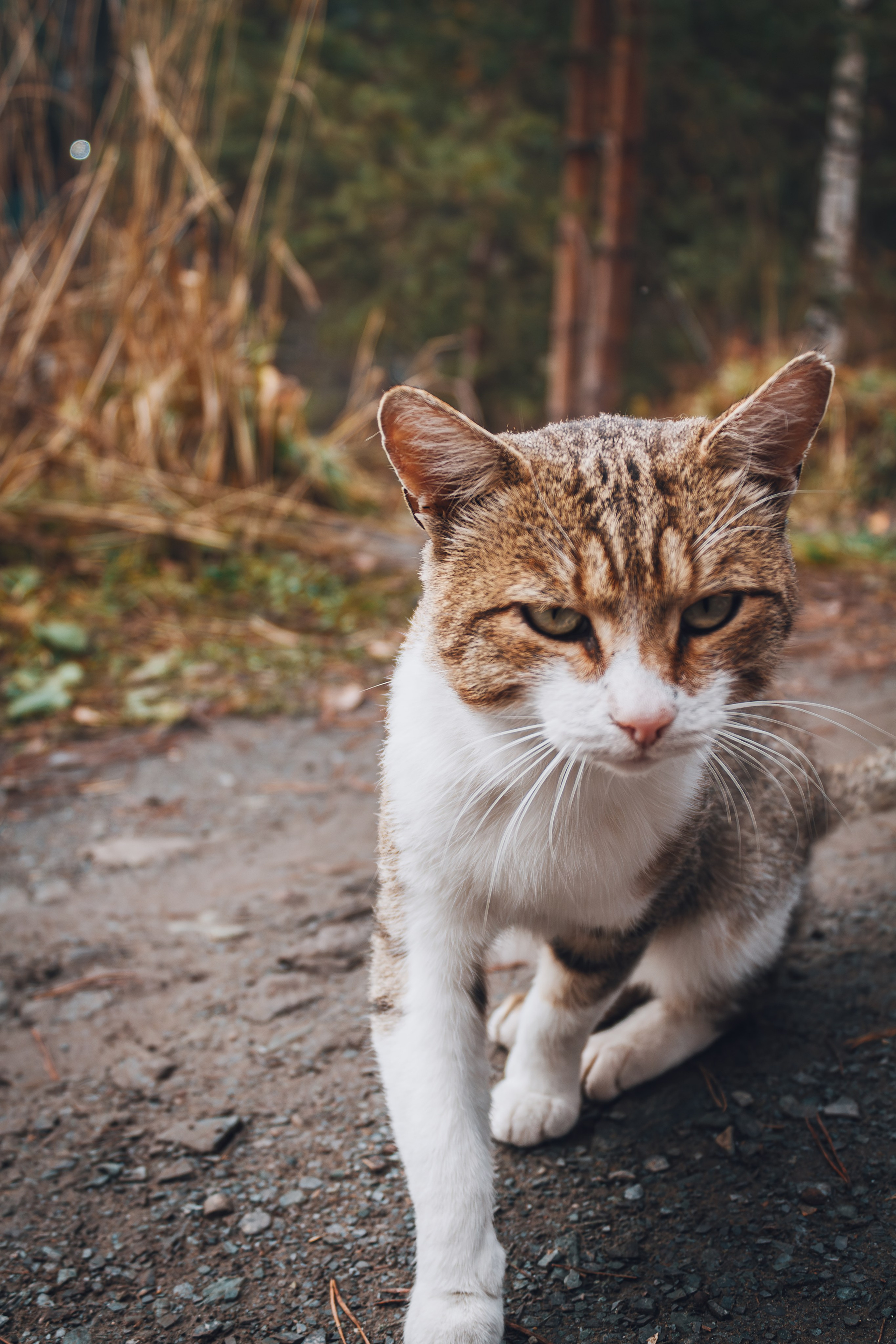 Фотографии Горного Алтая. Фотограф в Новокузнецке