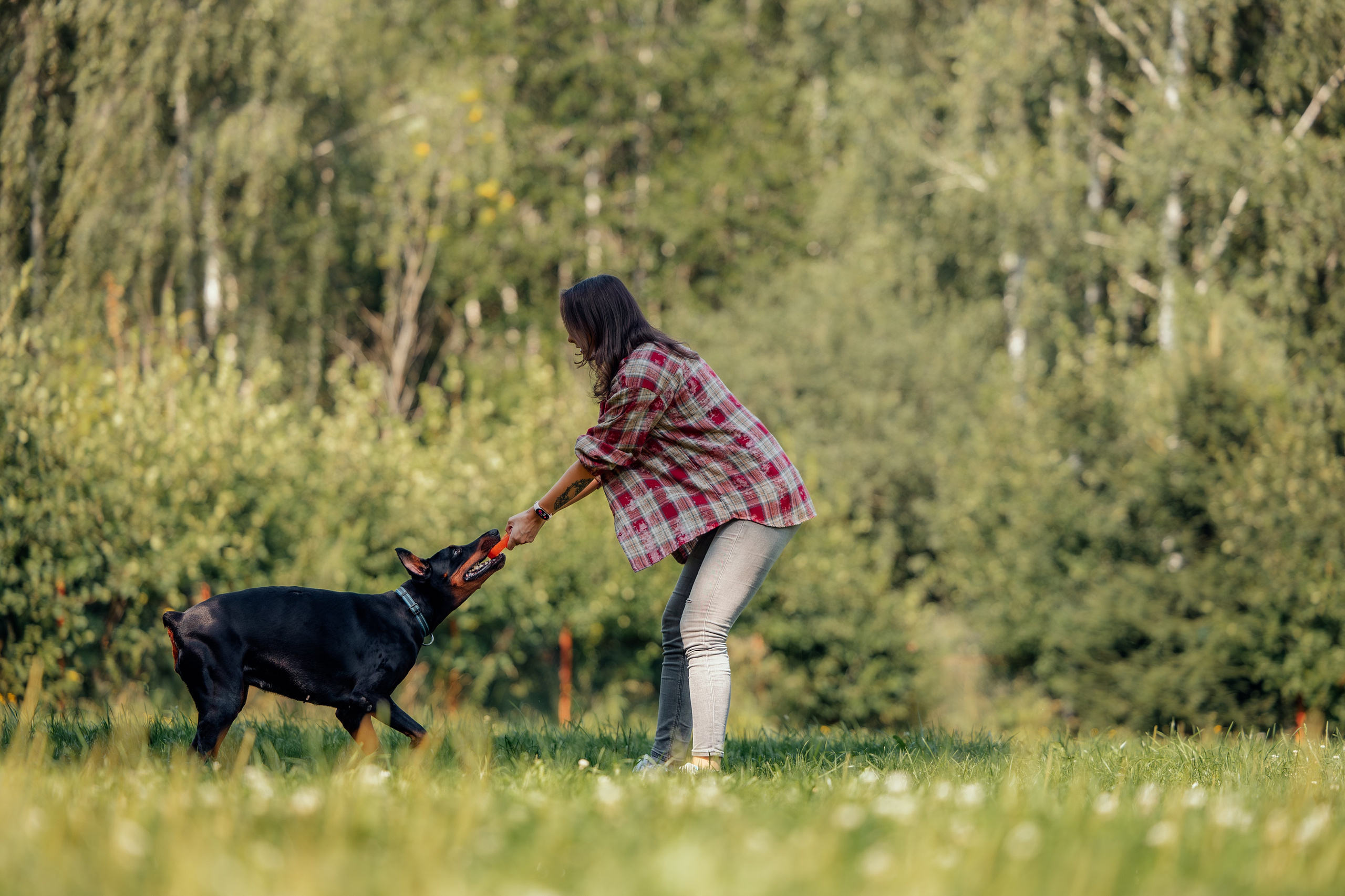 Доберман Айза. Фотограф Анималист в Москве Анастасия Жучкова