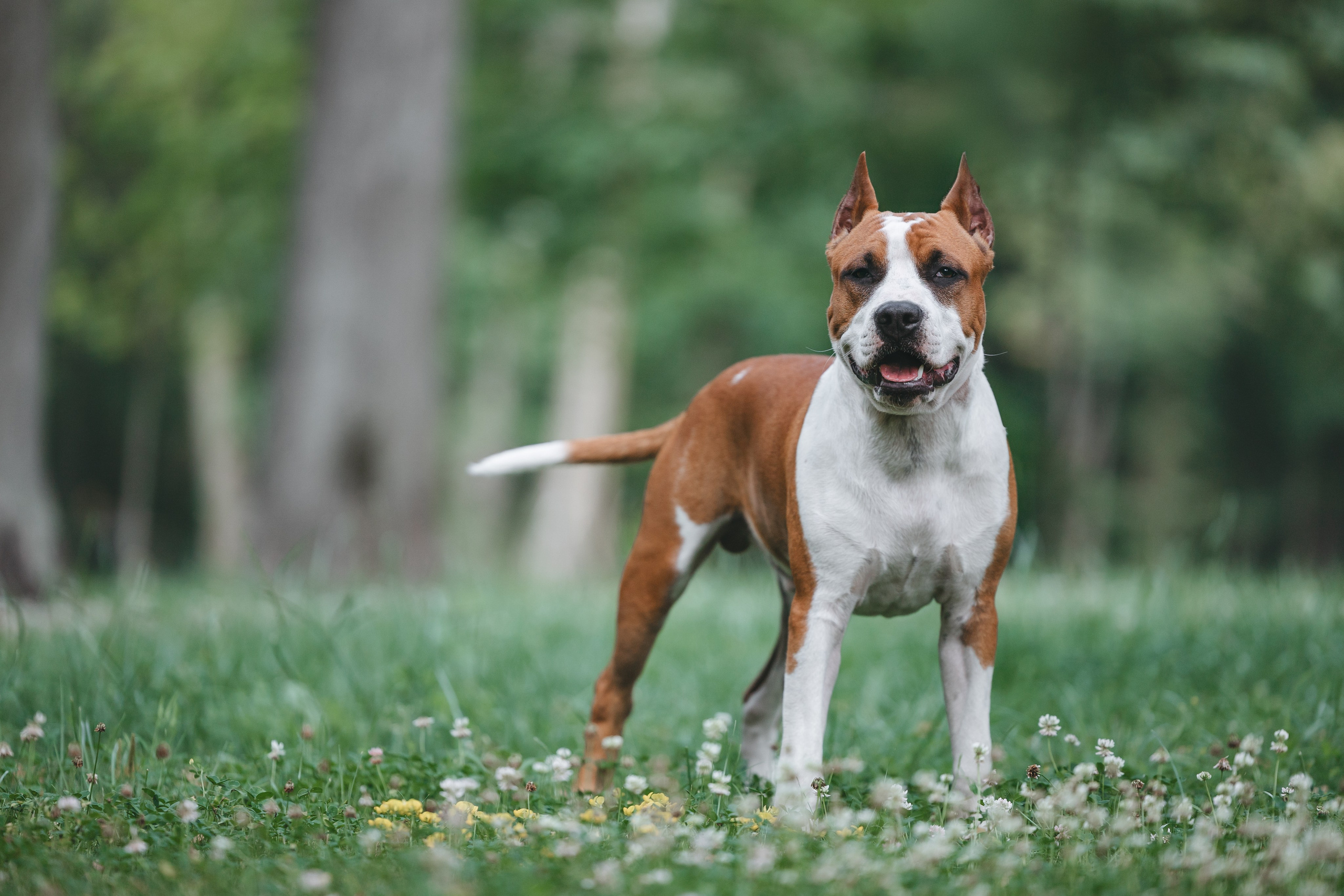 Американский стаффордширский терьер. Фотограф Анималист в Москве Анастасия Жучкова